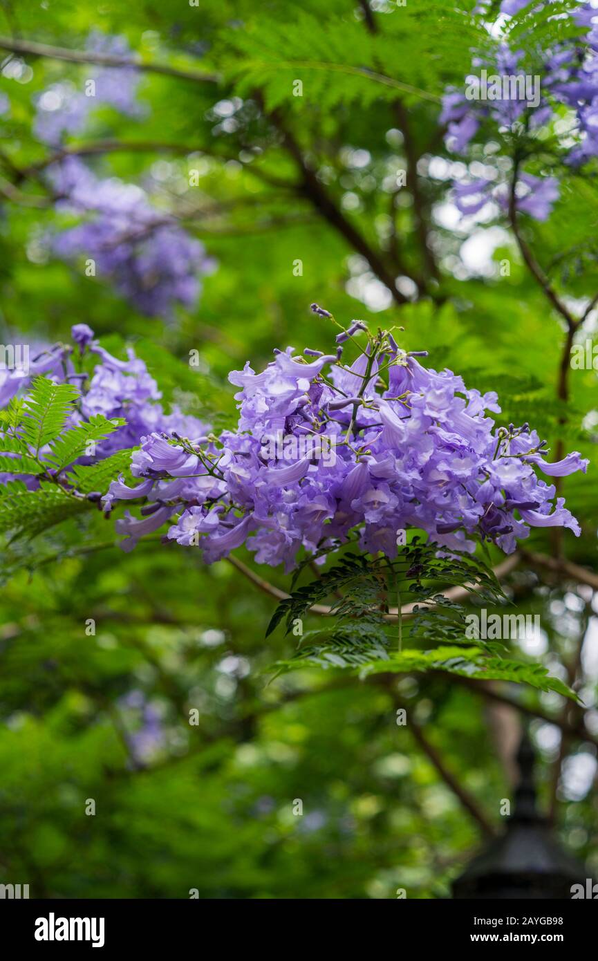 Alberi Jacaranda fioriti (Jacaranda mimosifolia) presso il Giardino Botanico di Buenos Aires, Argentina. Foto Stock