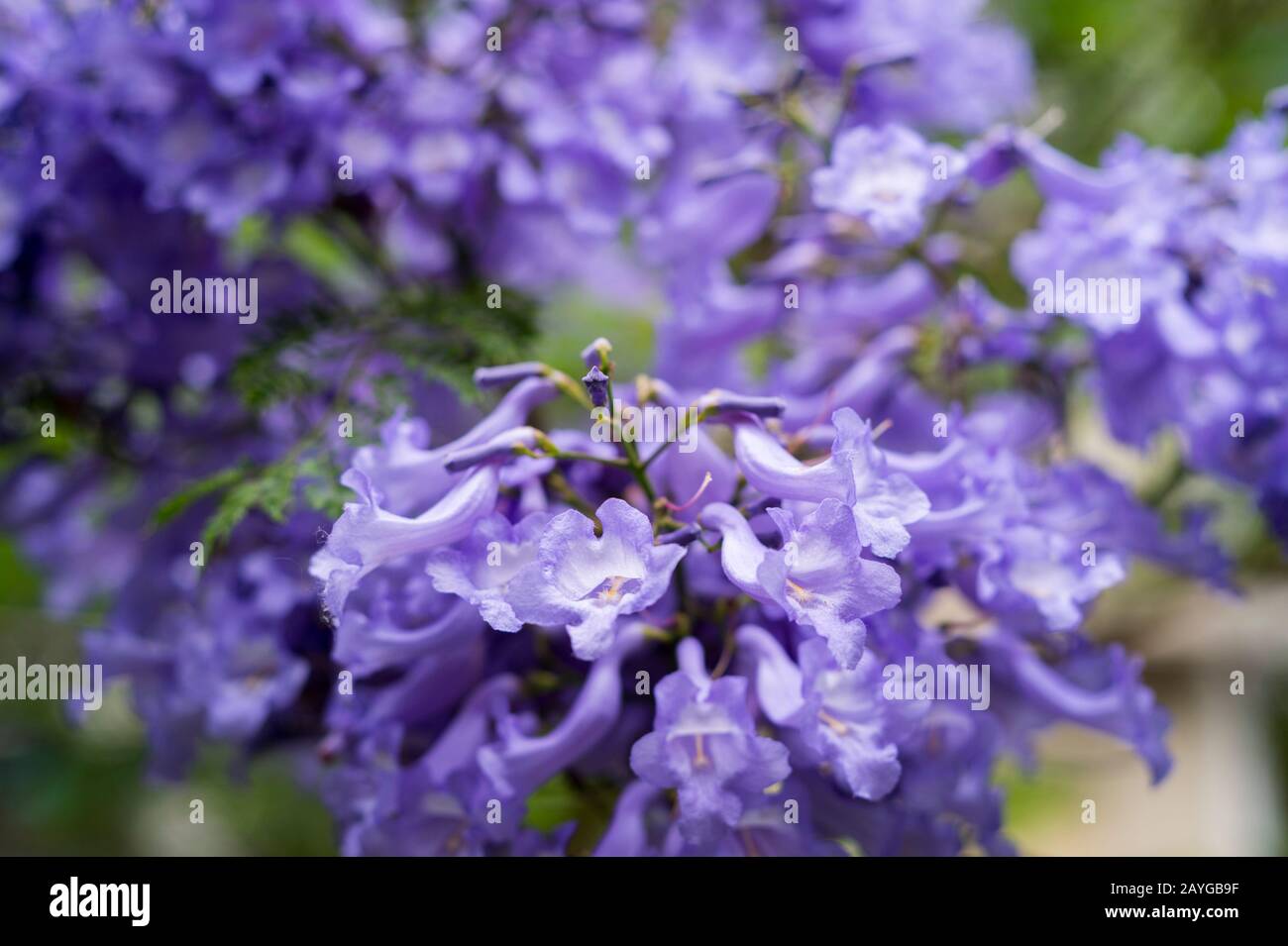Primo piano di alberi Jacaranda fioriti (Jacaranda mimosifolia) presso il Giardino Botanico di Buenos Aires, Argentina. Foto Stock