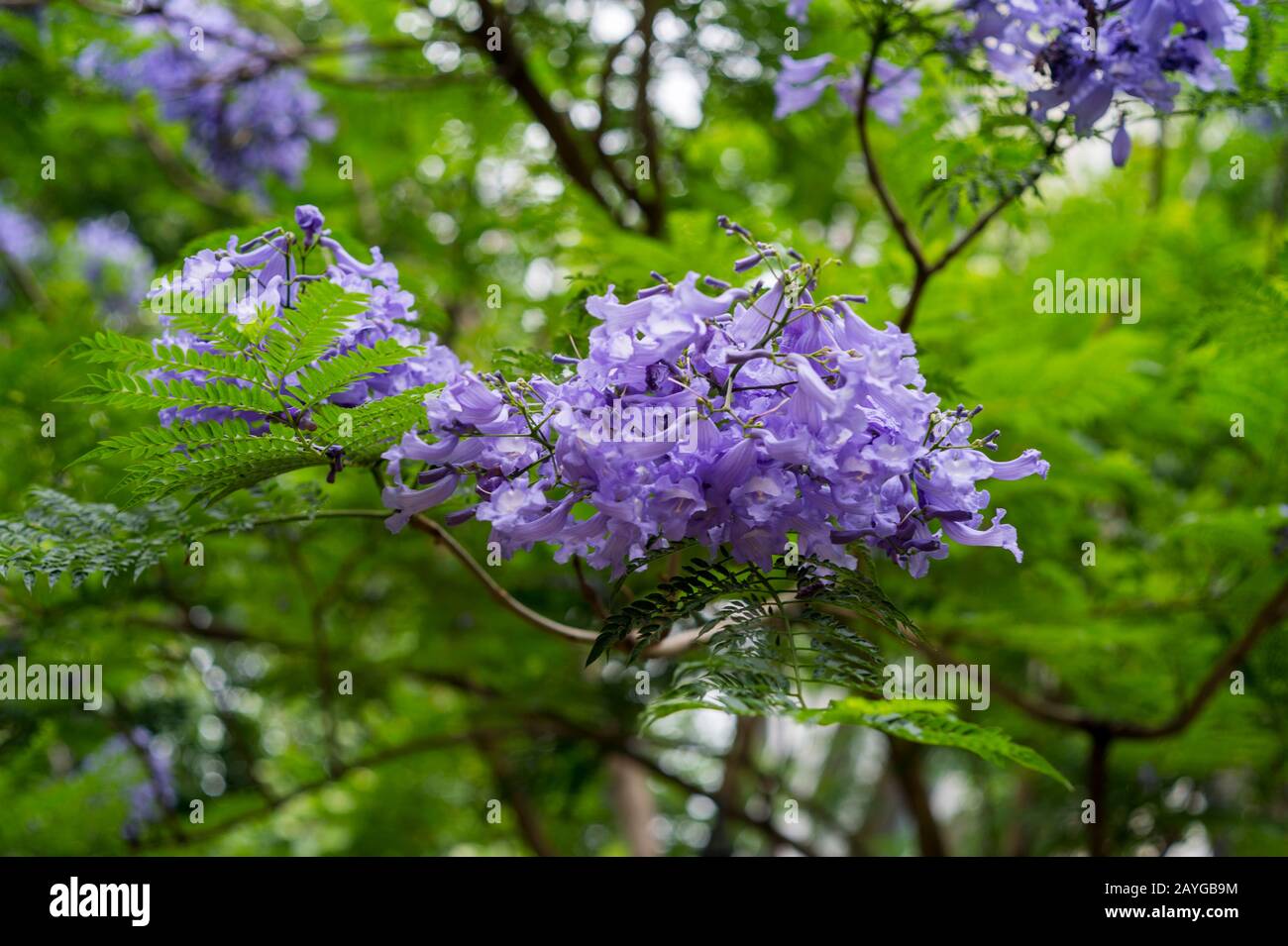 Alberi Jacaranda fioriti (Jacaranda mimosifolia) presso il Giardino Botanico di Buenos Aires, Argentina. Foto Stock