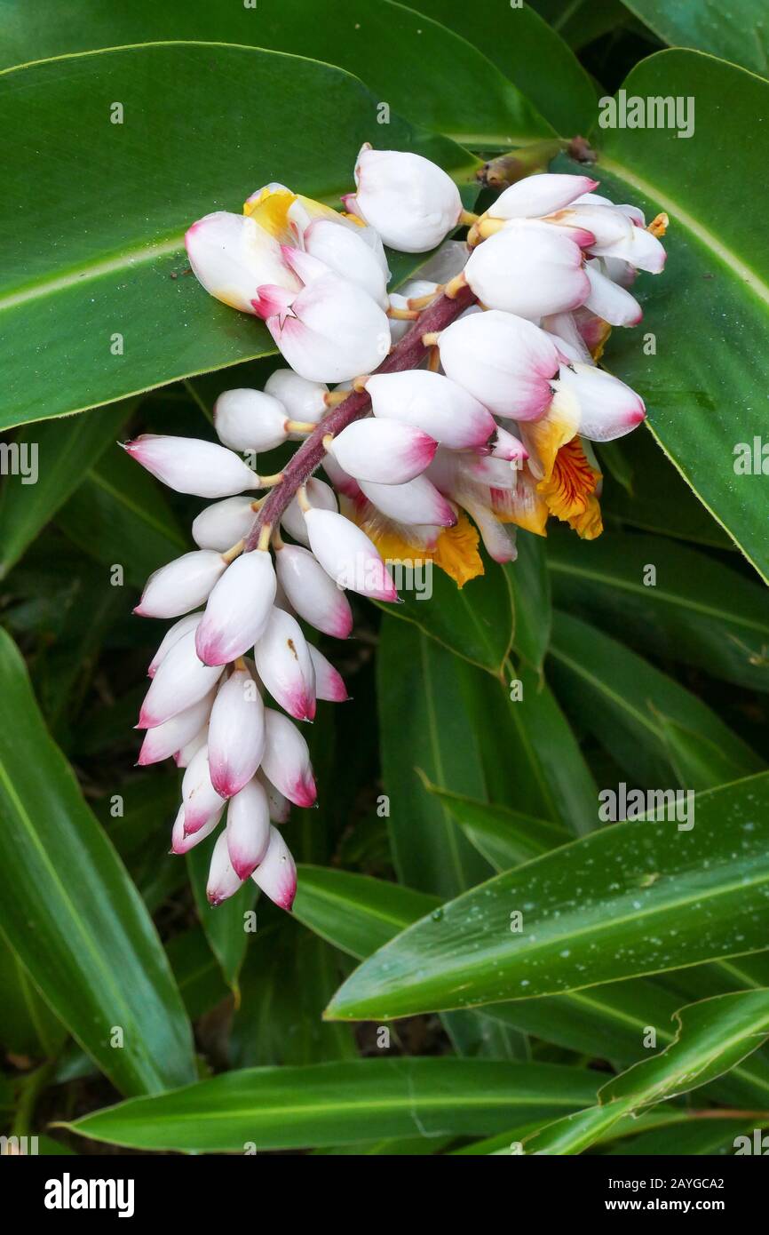 Cuba Pretty fiore in natura nella pianta di Cuba Zerumbet Ginger Foto stock  - Alamy