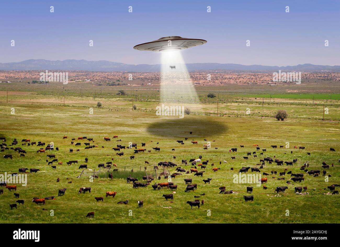 Molte scelte di mucche da abduct Foto Stock