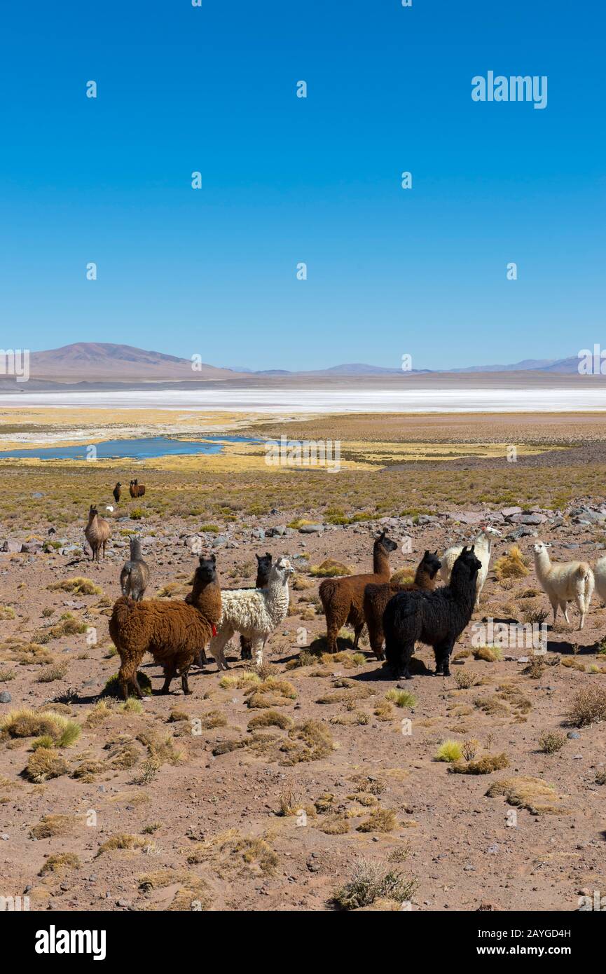 Mandria di Llama al confine argentino/cileno sul Passo Jama nelle Ande, provincia di Jujuy, Argentina. Foto Stock