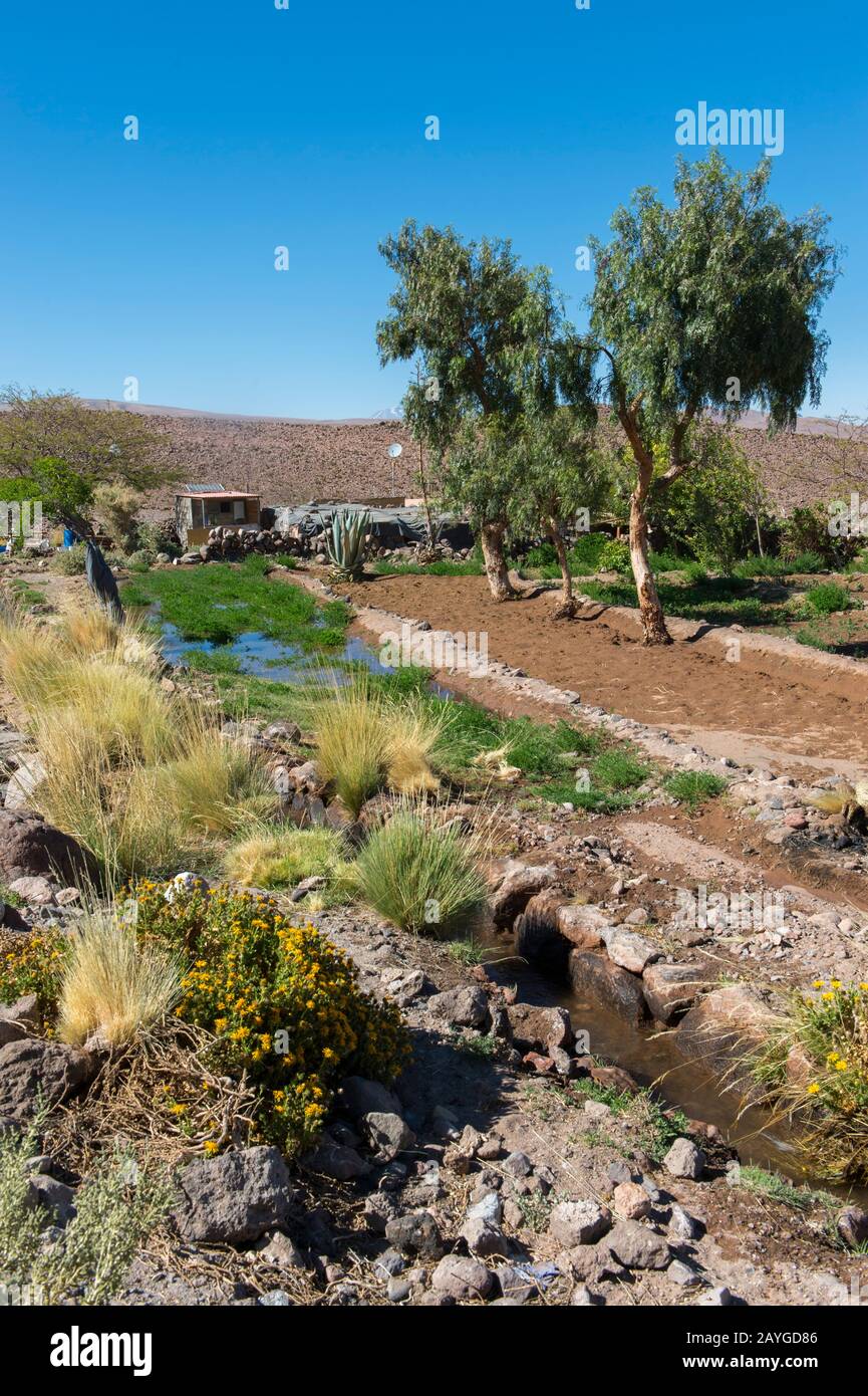 Canali di irrigazione per campi terrazzati nel villaggio di Socaire vicino a San Pedro de Atacama nel deserto di Atacama, nel Cile settentrionale. Foto Stock