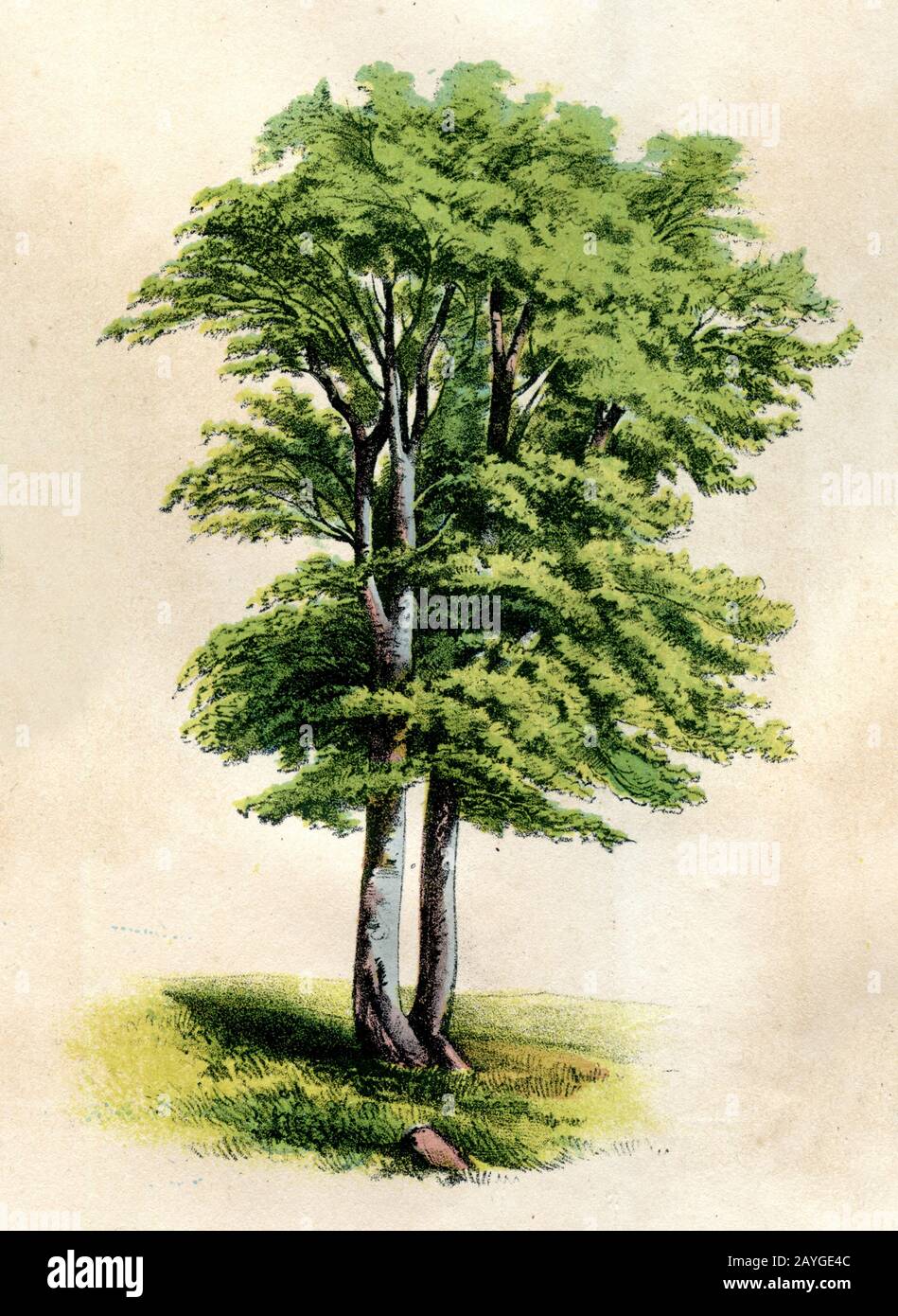 Faggio, Fagus sylvatica, Buche, hêtre, (libro di botanica, ) Foto Stock