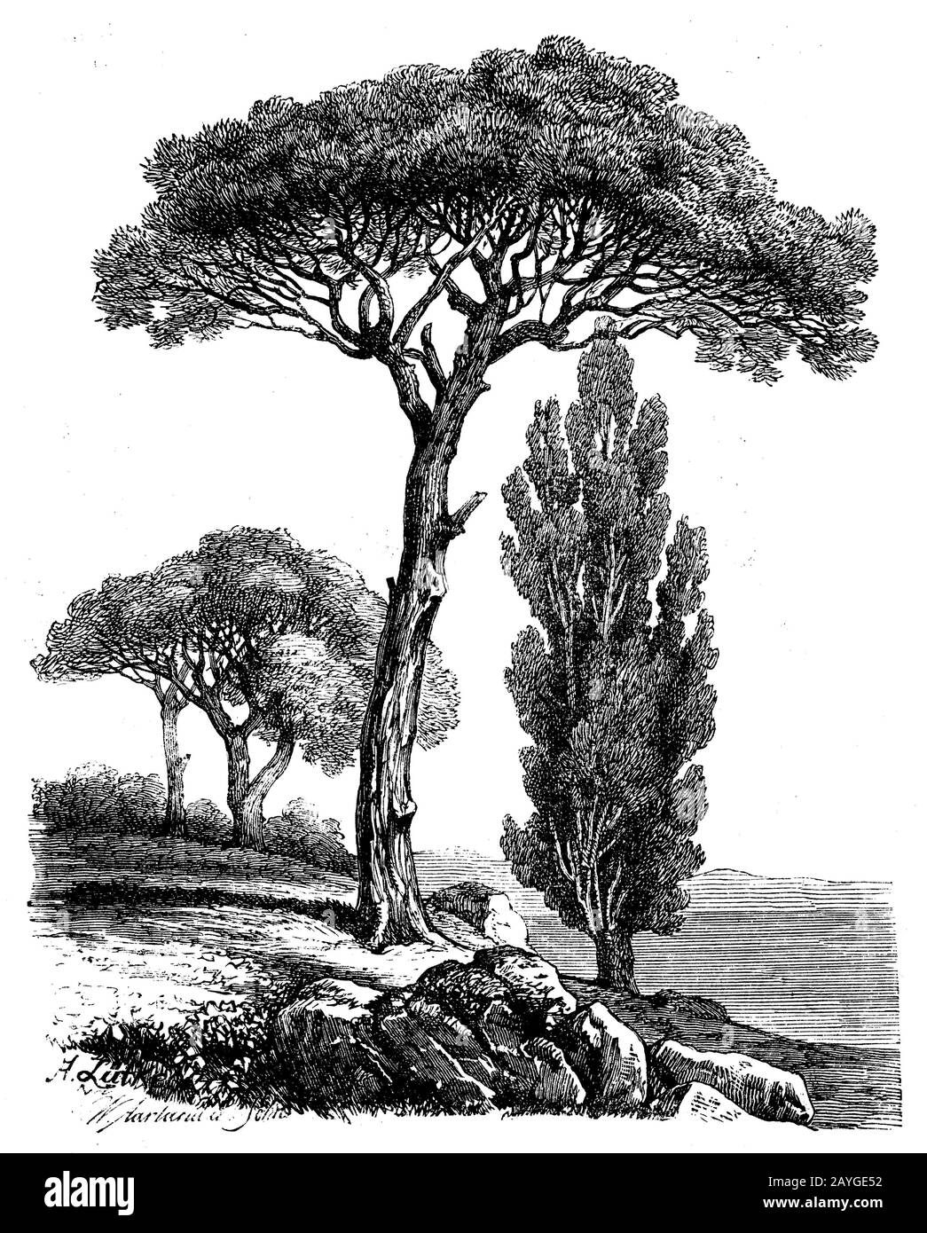 Pino, Pinus pinea, Bäume des Mittelmeergebiets: Pinie (links), Zypresse (rechts) und Ölbäume, pin, A. Lütkge u. W. A[arland] u. So (libro di botanica, 1888) Foto Stock