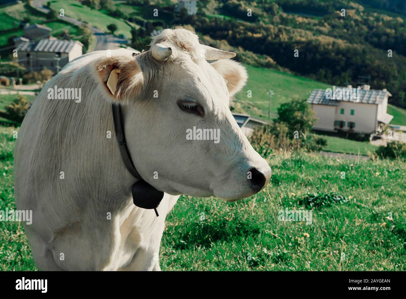 Felice mucca libera gamma erba alimentato in montagna Foto Stock