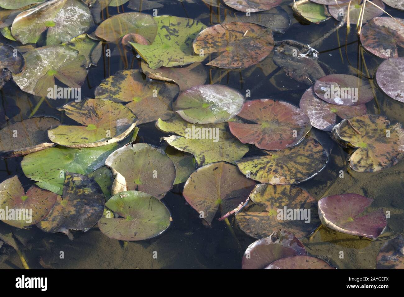 Giglio d'acqua, (famiglia Nymphaeaceae), piante d'acqua dolce. Riflessioni sulle acque. Foto Stock