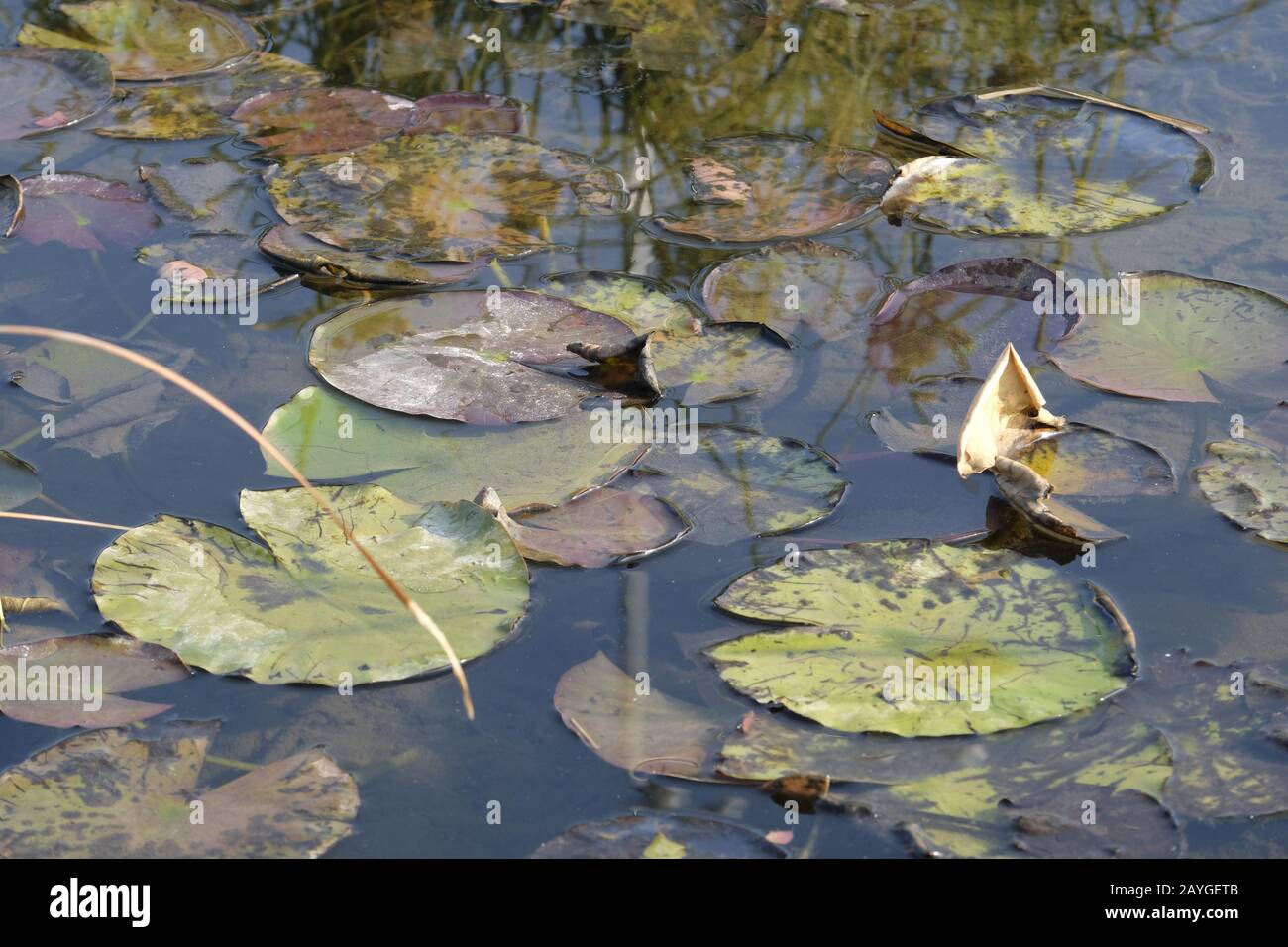 Giglio d'acqua, (famiglia Nymphaeaceae), piante d'acqua dolce. Riflessioni sulle acque. Foto Stock
