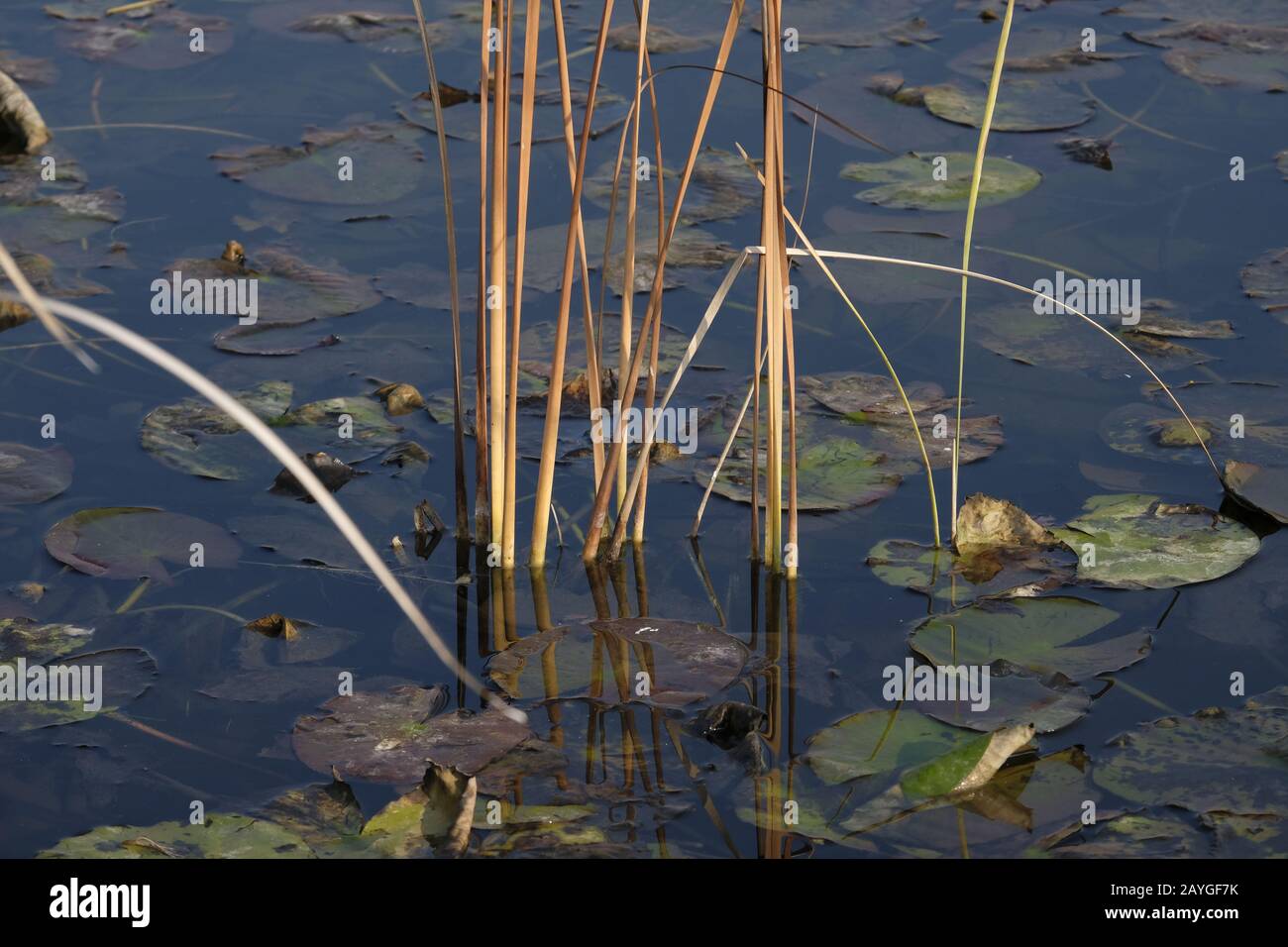 Giglio d'acqua, (famiglia Nymphaeaceae), piante d'acqua dolce. Riflessioni sulle acque. Calma, scena floreale meditativa. Foto Stock