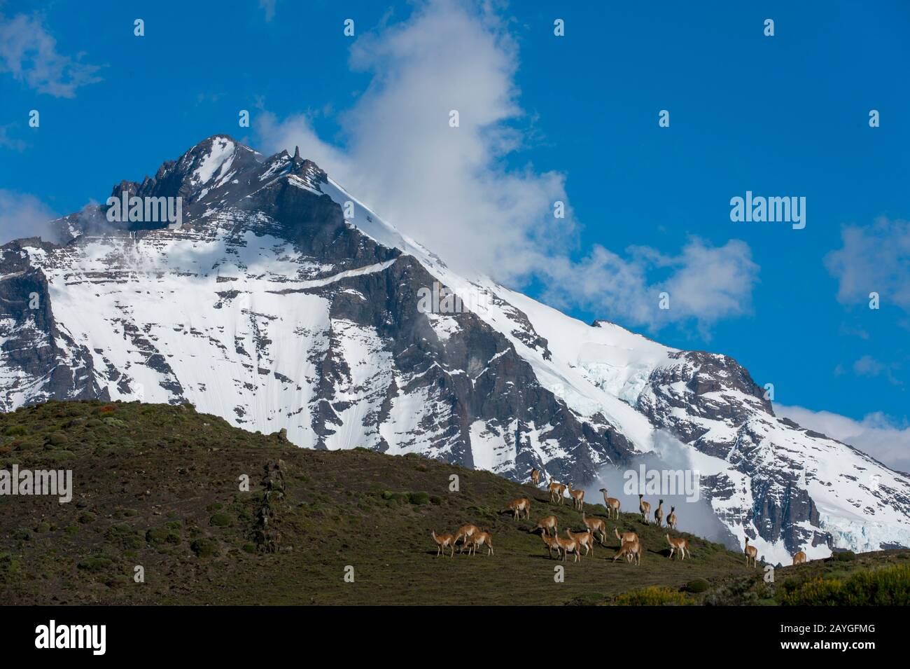 Guanaco (lama guanicoe) mandria con Almirante Nieto in background nel Parco Nazionale Torres del Paine in Patagonia, Cile. Foto Stock