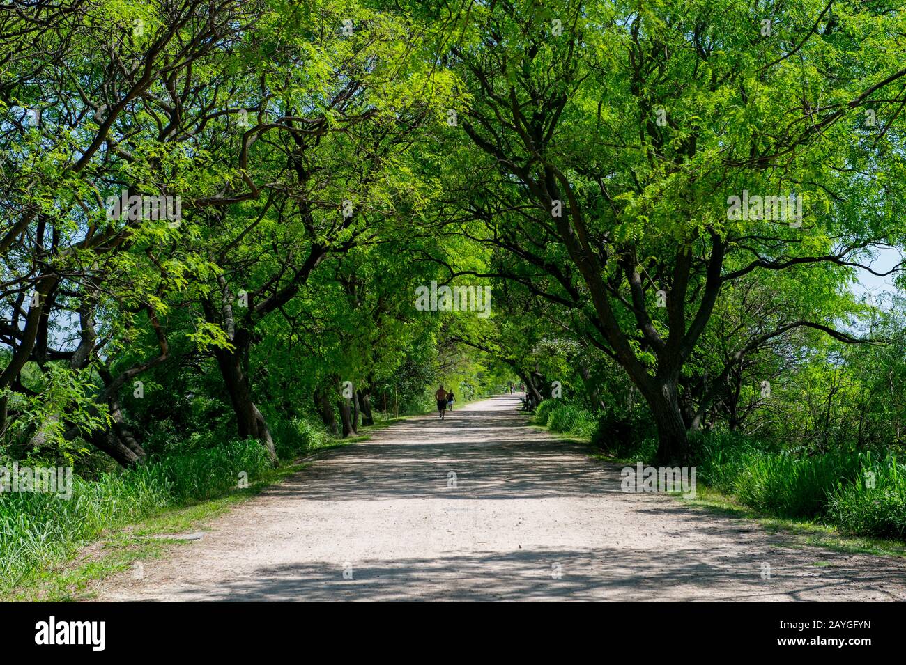 Percorso nella Riserva ecologica di Buenos Aires, che è un 865-acro (3,50 km2) tratto di terra bassa sulla riva del fiume Rio de la Plata situato sul lato est Foto Stock