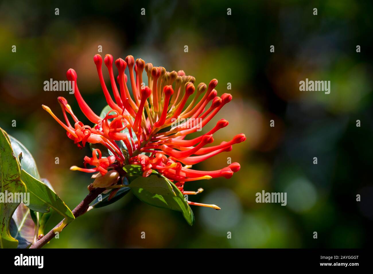 Primo piano di Embothrium coccineum, comunemente conosciuto come il fuoco cileno, il focolare cileno o Notro nel Parco Nazionale Los Glaciares vicino a El Calafate, A. Foto Stock