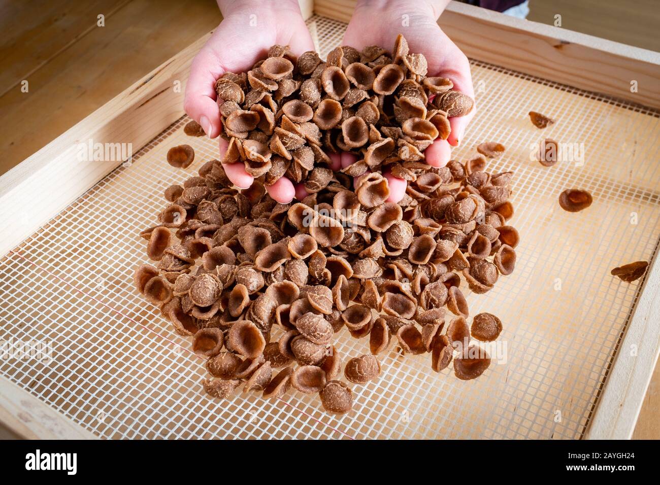 Mani femminili che tengono orecchiette fatte a mano di farina sbucciata. Cucina tradizionale pugliese, Italia Foto Stock
