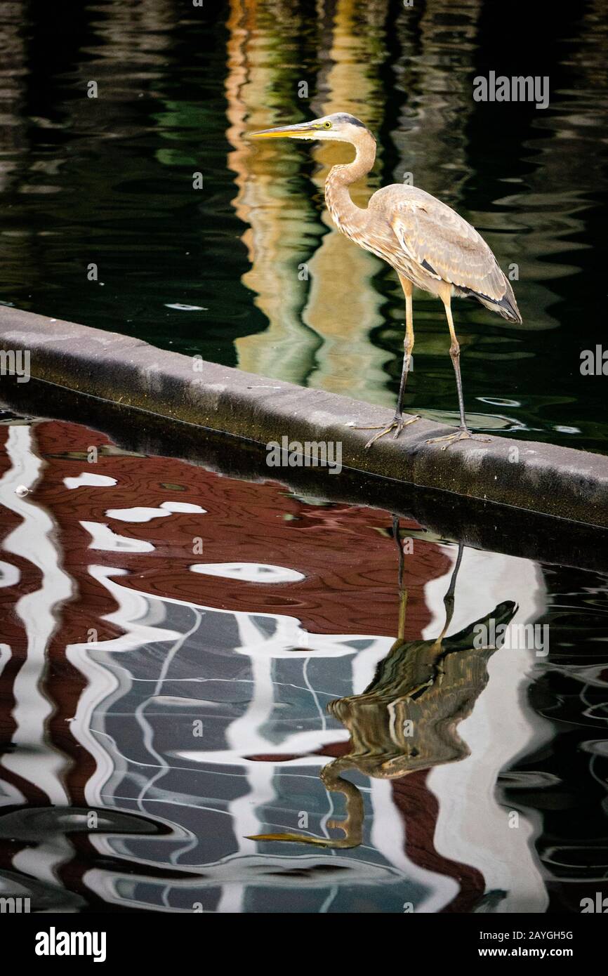 Un Great Blue Heron si erge su un boom di controllo dell'inquinamento sul lungomare di Halifax, Nuova Scozia, Canada. Foto Stock