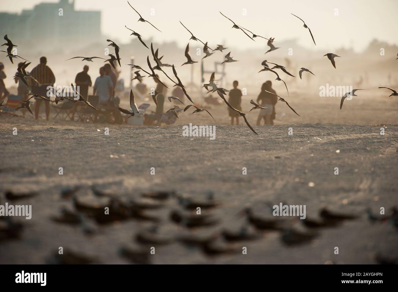 Su questa spiaggia pubblica coesistono skimmer neri e spiaggini Foto Stock