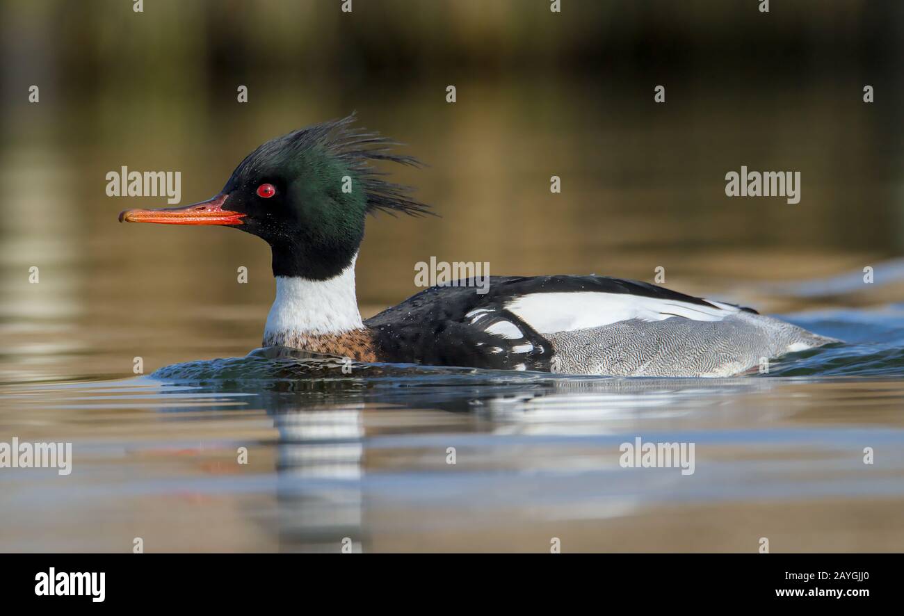 Profilo basso di UN Merganser rosso-sabbiato maschio, serranda di Mergus, Nuoto su un lago che cerca l'alimento Foto Stock