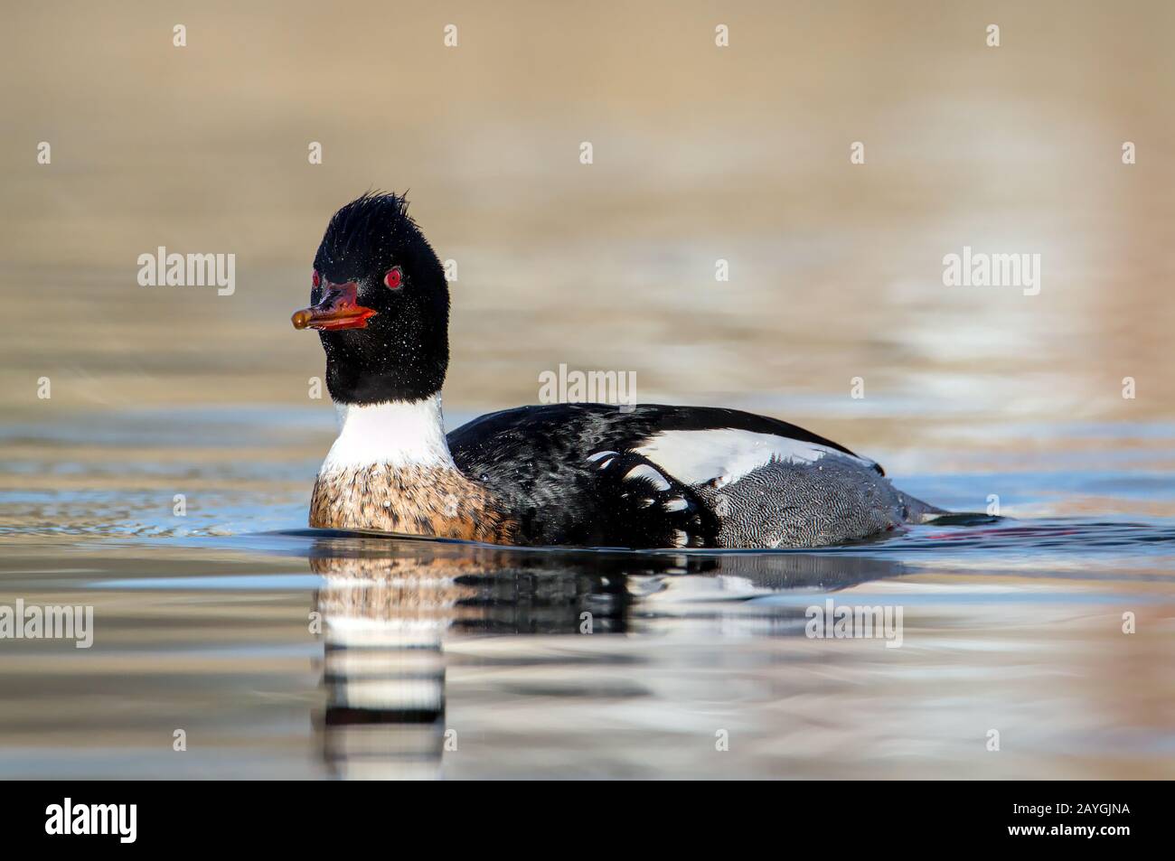 Low Head on Shot of A Red Breasted Merganser, Mergus serrator, Nuoto su un lago in cerca di cibo con uno sfondo diffuso Foto Stock