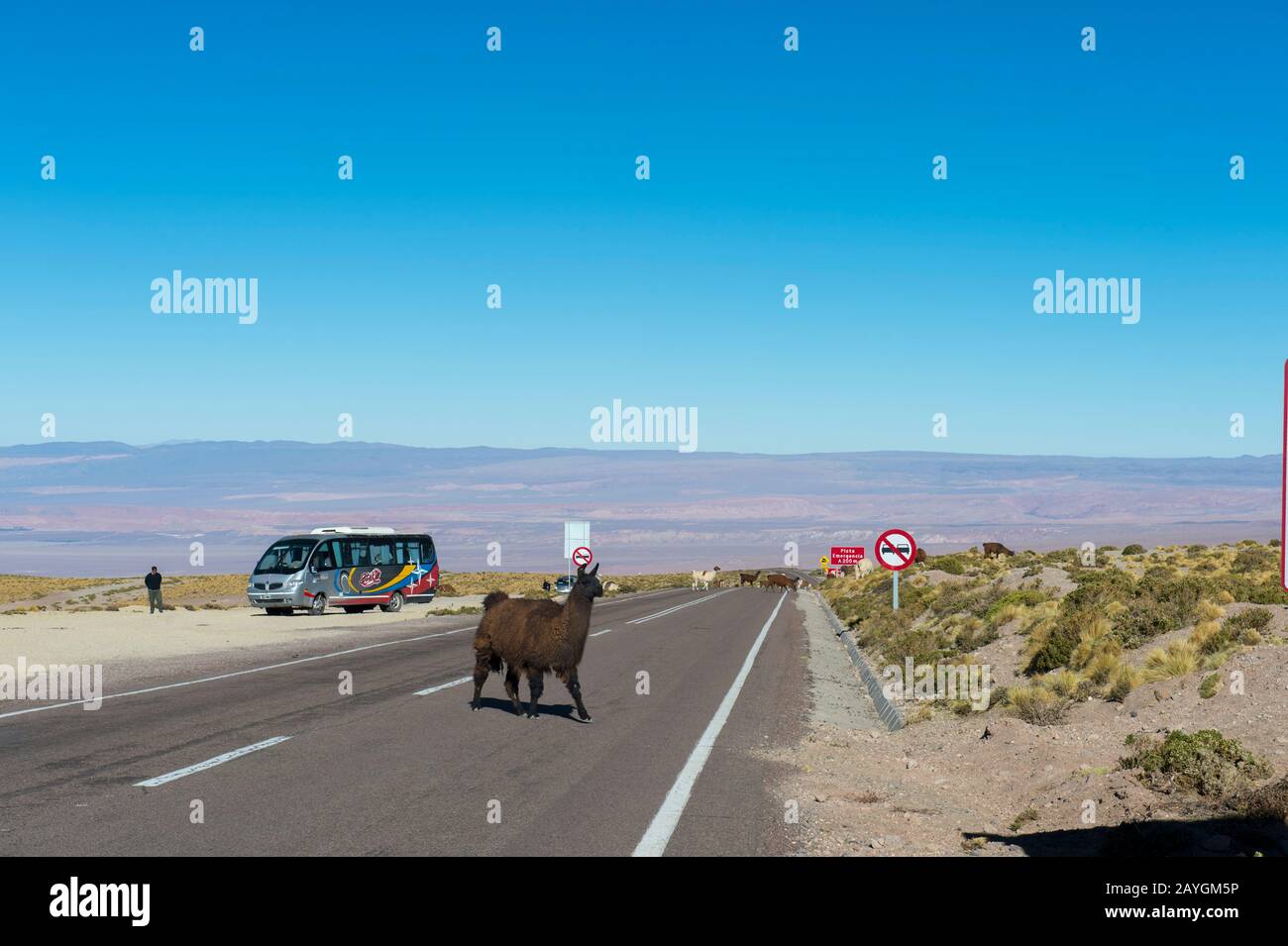 Lama attraversando l'autostrada dall'Argentina a San Pedro de Atacama vicino al confine argentino/cileno al Passo Jama nelle Ande, Cile. Foto Stock