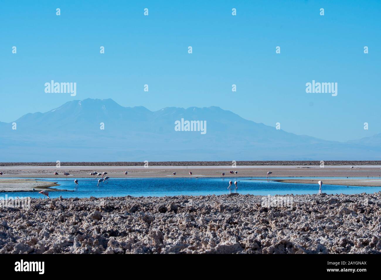 Fenicotteri alla Laguna di Chaxa, nella sezione Soncor della Riserva Nazionale di Los Flamencos vicino a San Pedro de Atacama nel deserto di Atacama, nel Cile settentrionale Foto Stock