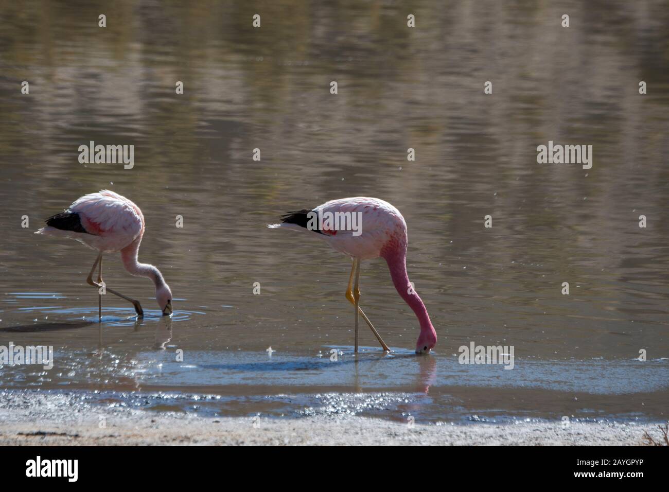 Due fenicotteri andini (Fenicopterus andinus) che si nutrono a Laguna Machuca nel deserto di Atacama vicino a San Pedro de Atacama, Cile settentrionale. Foto Stock