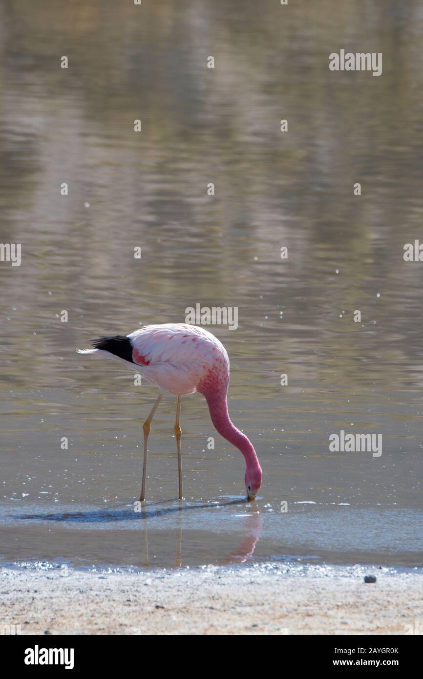 Un fenicottero andino (Fenicopterus andinus) sta alimentando a Laguna Machuca nel deserto di Atacama vicino San Pedro de Atacama, Cile settentrionale. Foto Stock