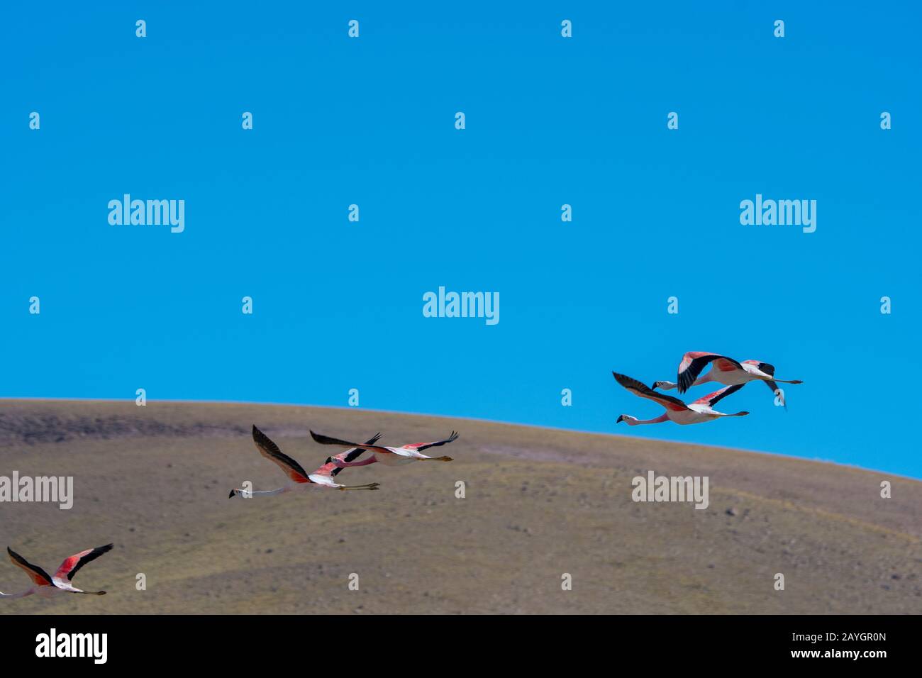 Fenicottero andino in volo a Laguna Machuca nel deserto di Atacama, vicino a San Pedro de Atacama, nel Cile settentrionale. Foto Stock