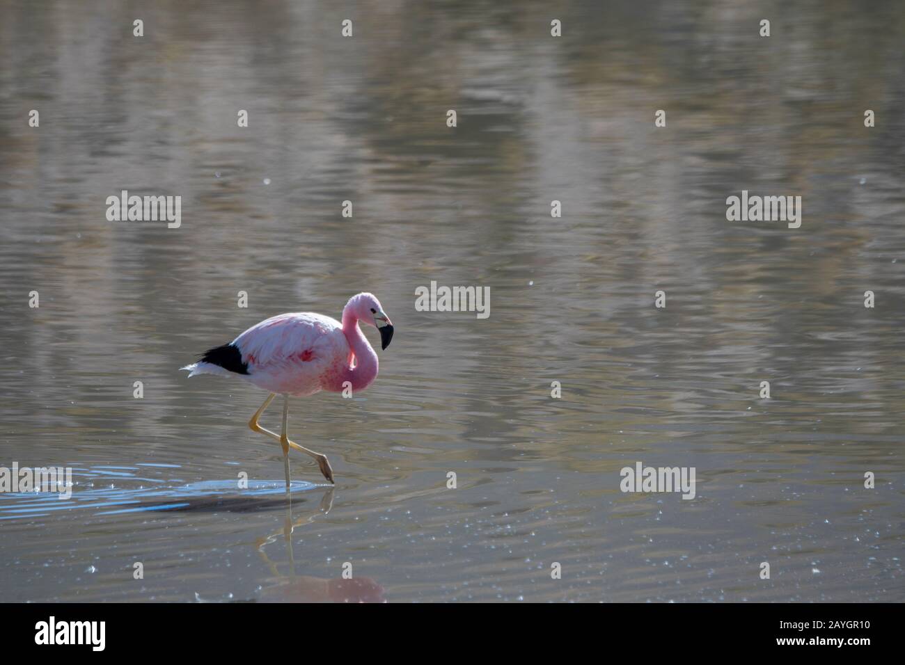 Un fenicottero andino (Fenicopterus andinus) sta alimentando a Laguna Machuca nel deserto di Atacama vicino San Pedro de Atacama, Cile settentrionale. Foto Stock