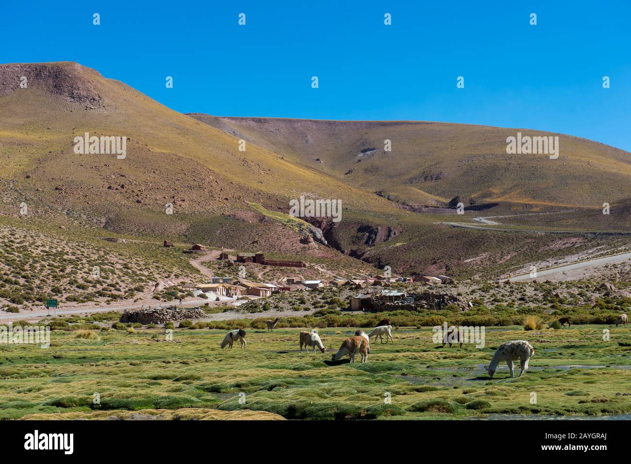 Lama pascolando vicino al villaggio di Machuca nel deserto di Atacama vicino a San Pedro de Atacama, Cile settentrionale. Foto Stock