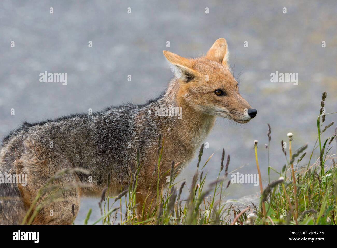 Il culpeo (Lycalopex culpaeus), a volte conosciuto come lo zorro culteo o la volpe andina nel Parco Nazionale Los Glaciares vicino a El Calafate, Argentina. Foto Stock