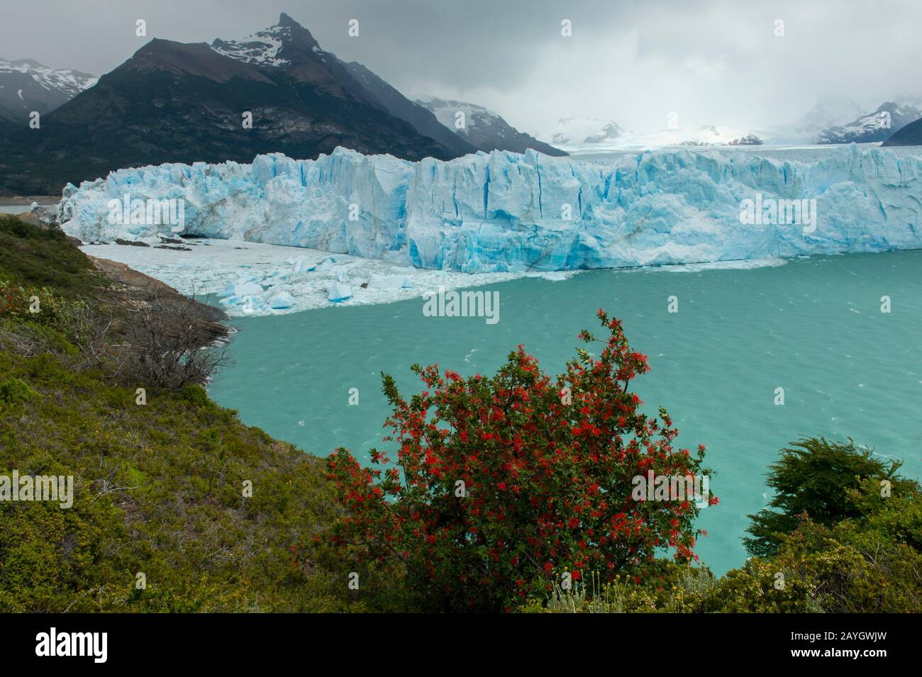 Vista del ghiacciaio Perito Moreno nel Parco Nazionale Los Glaciares vicino a El Calafate, Argentina con Embothrium coccineum, comunemente conosciuto come il Cile Foto Stock