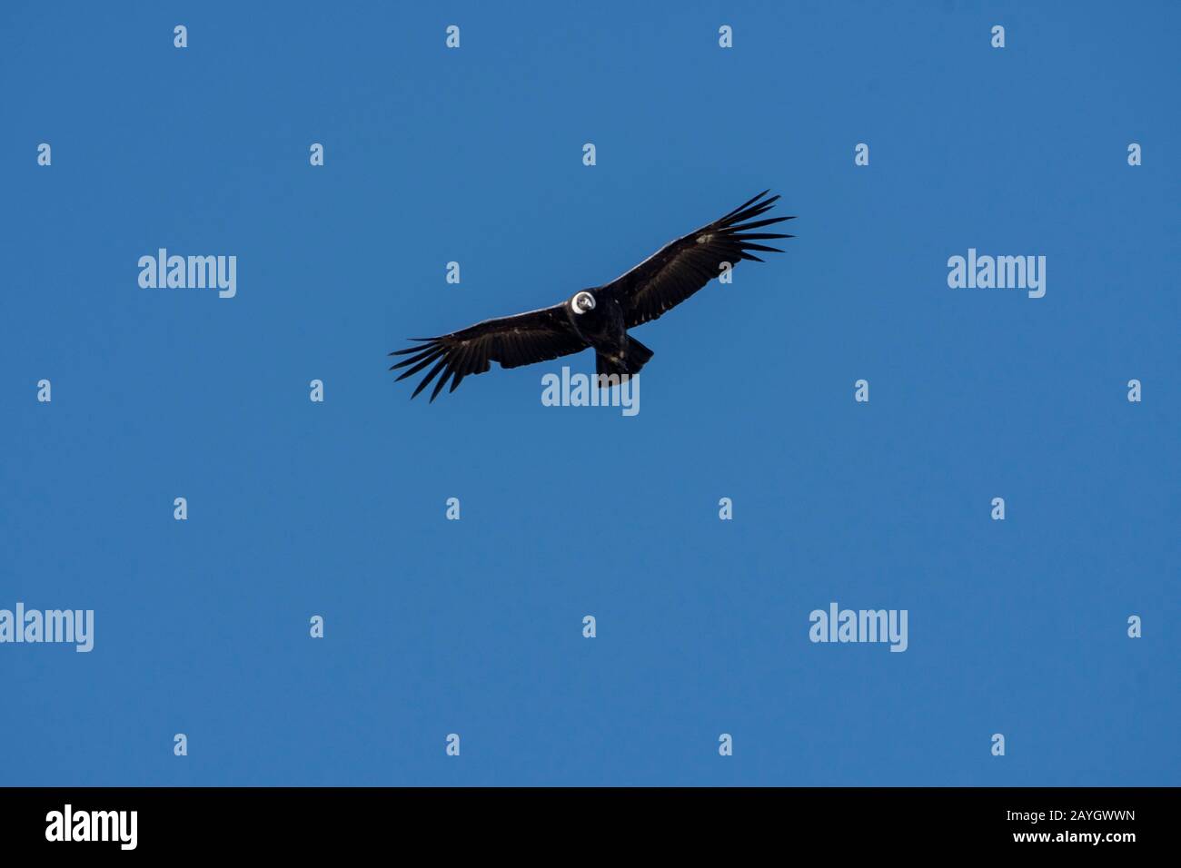 Un condor andino (Vultur gryphus) sorvola la valle del fiume Santa Cruz vicino a El Calafate in Patagonia, Argentina. Foto Stock