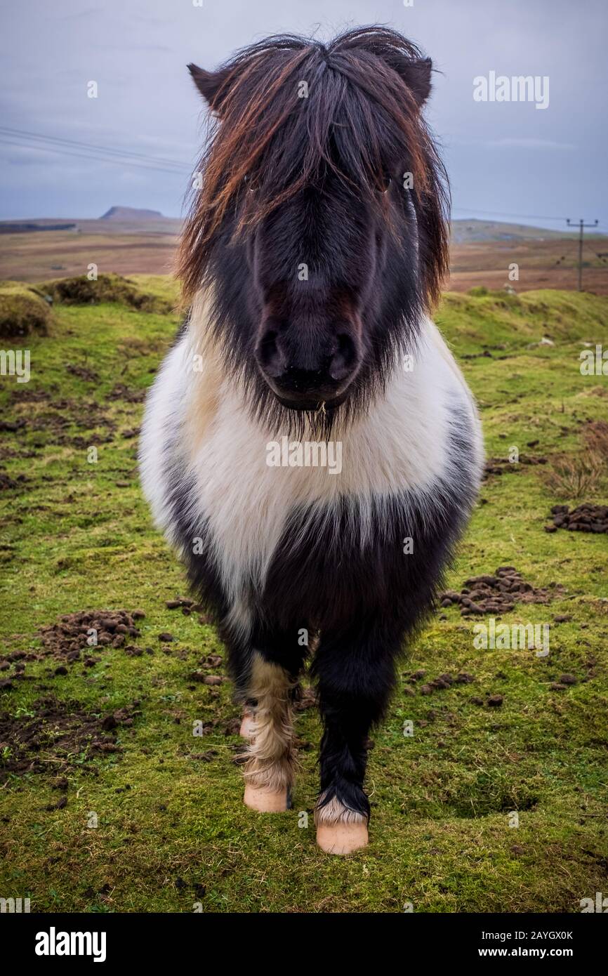 Un simpatico pony bianco e nero Shetland che si erge in un campo in un giorno invernale ventoso a Shetland Foto Stock