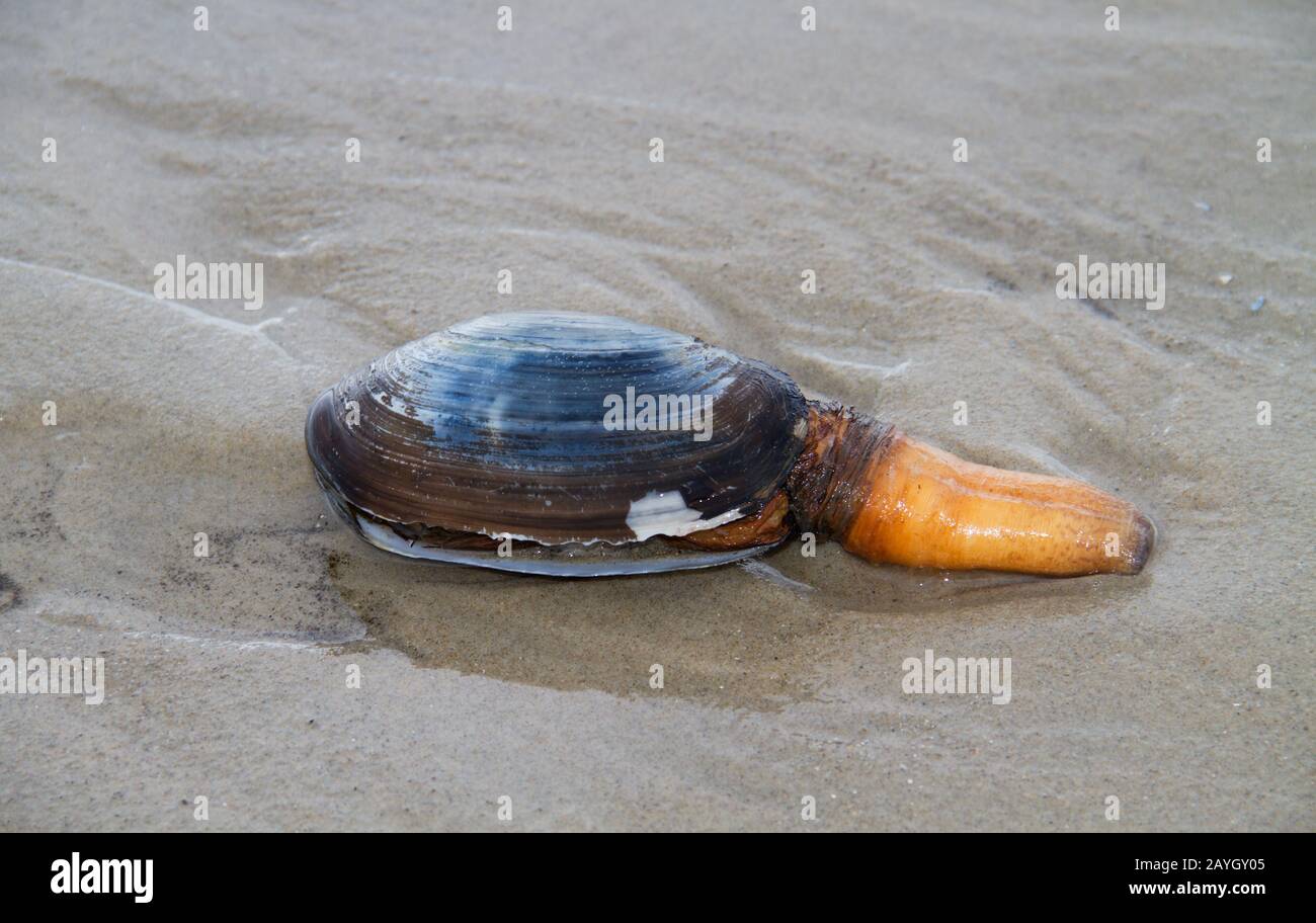Mollusco dei molluschi bivalvi, probabilmente un pannolino di sabbia, incagliato sulla spiaggia, con sifone esteso Foto Stock