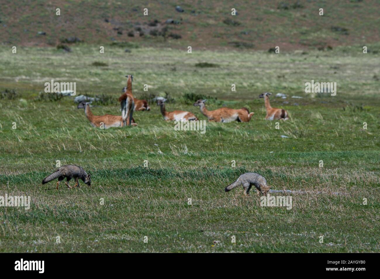 Volpi grigi (Urocyon cinereoargenteus), o volpi grigi, alla ricerca di cibo nell'erba del Parco Nazionale Torres del Paine nel Cile meridionale con guanacos in Foto Stock