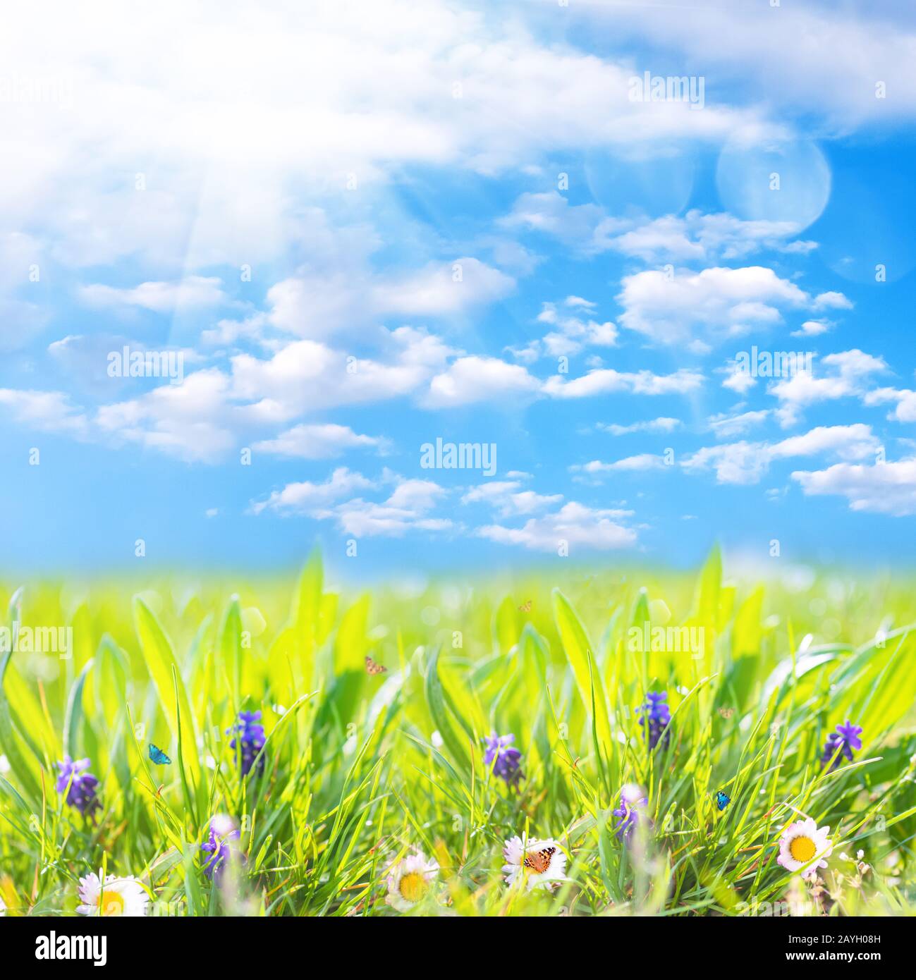Margherite di camomilla in campo verde con sole e farfalle volanti. Paesaggio naturale estivo con cielo blu e nuvole bianche Foto Stock