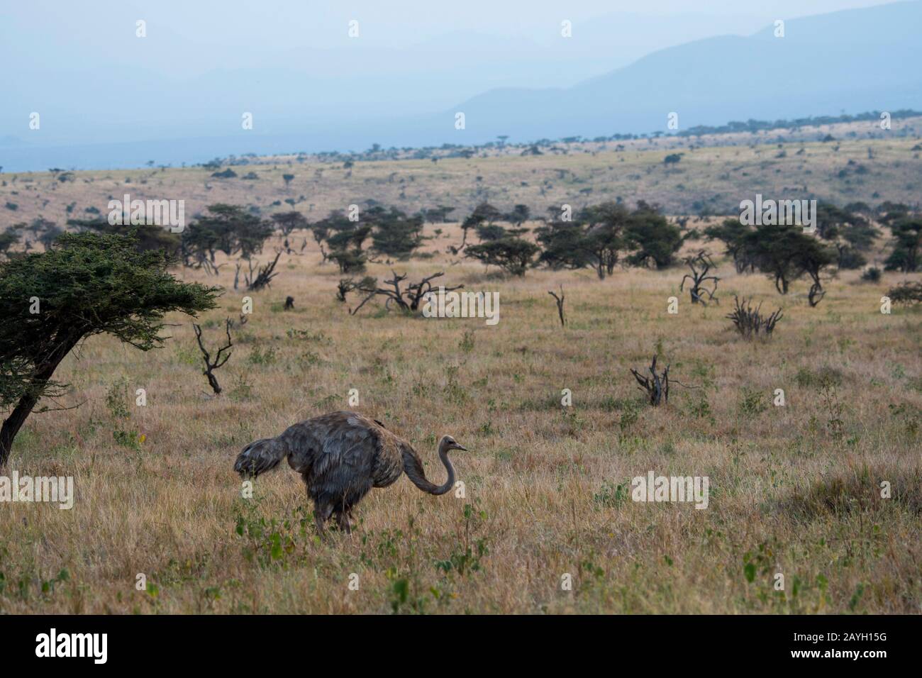 Una femmina Somali ostrich (Strutio molibdophanes) nel Lewa Wildlife Conservancy in Kenya. Foto Stock