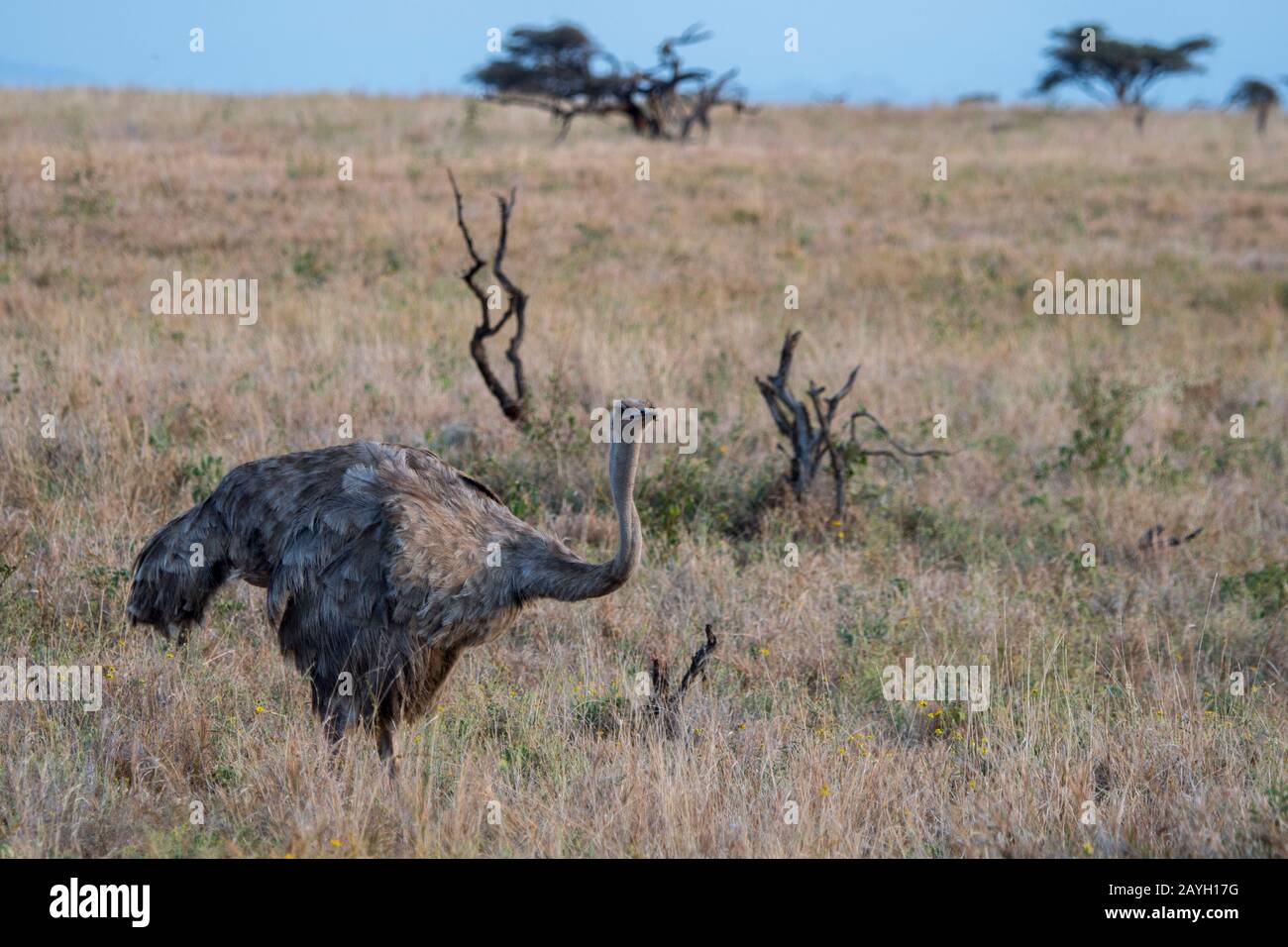 Una femmina Somali ostrich (Strutio molibdophanes) nel Lewa Wildlife Conservancy in Kenya. Foto Stock