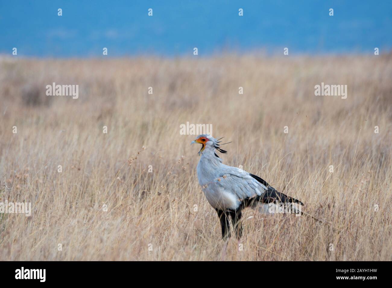 Un uccello segretario (Sagittario serpentarius) è a piedi attraverso le praterie alla ricerca di cibo al Lewa Wildlife Conservancy in Kenya. Foto Stock