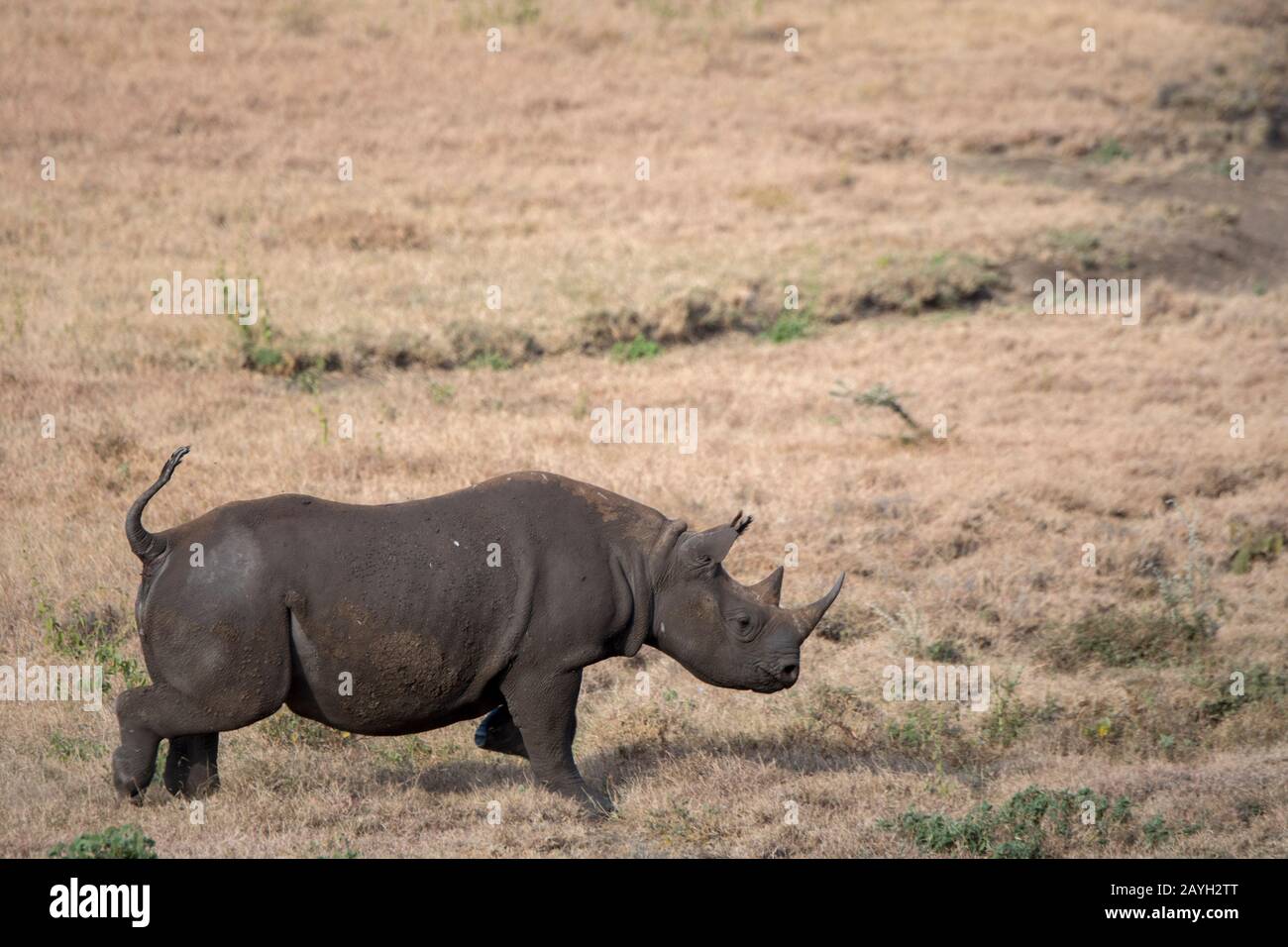Un rinoceronte nero in via di estinzione o rinoceronte con lagnini (Diceros bicornis) maschio al Lewa Wildlife Conservancy in Kenya. Foto Stock