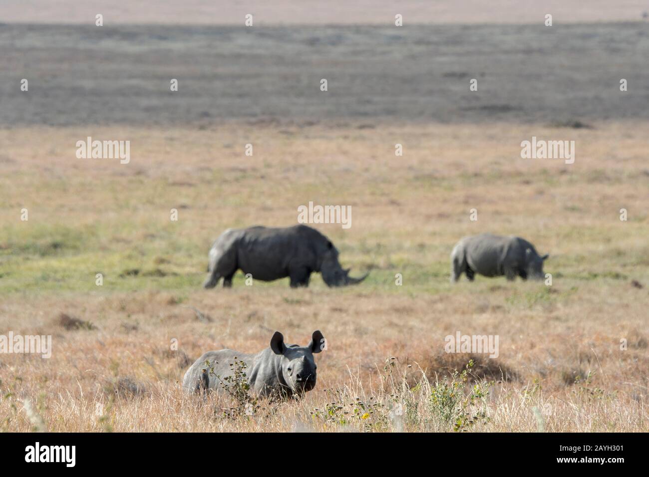 Un bambino di rinoceronte nero in via di estinzione o rinoceronte con lagnola (Diceros bicornis) al Lewa Wildlife Conservancy in Kenya con rinoceronte bianco in via di estinzione Foto Stock Un bambino di rinoceronte nero in via di estinzione o rinoceronte con lagnola (Diceros bicornis) al Lewa Wildlife Conservancy in Kenya con rinoceronte bianco in via di estinzione Foto Stock