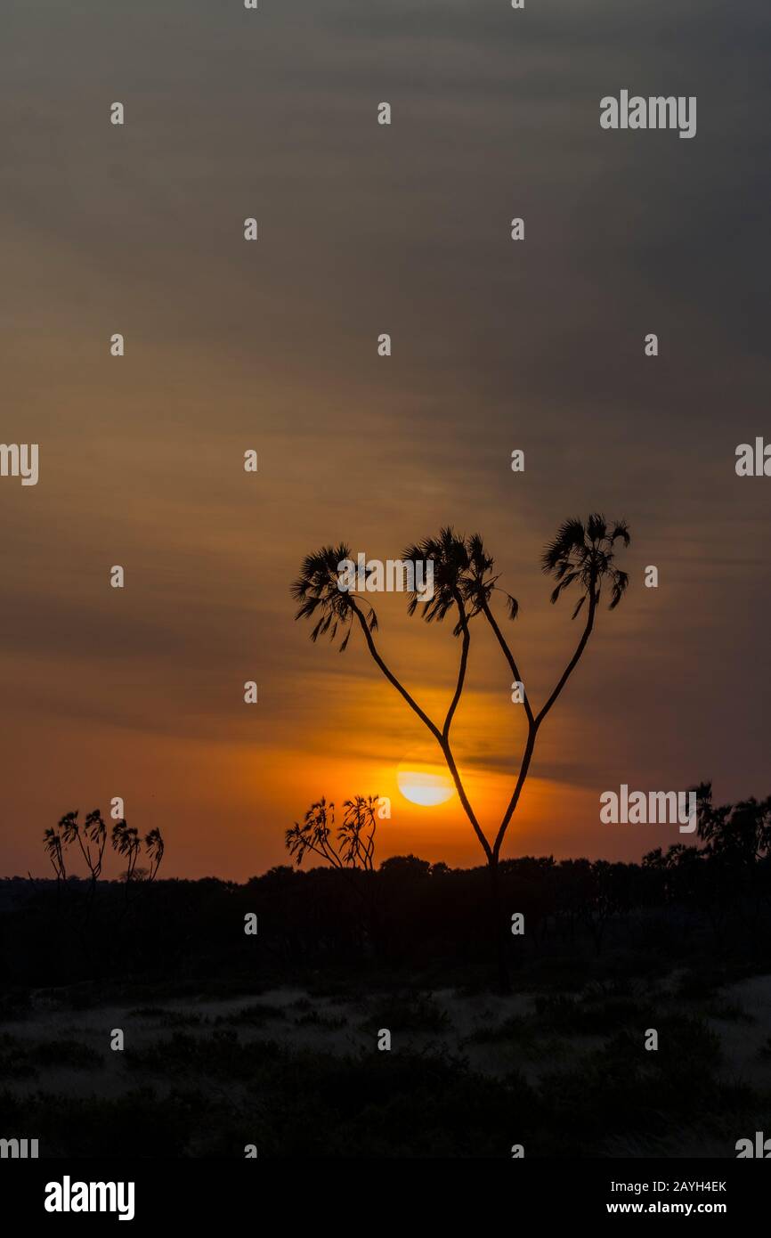 Alba con un albero di palma di Doum silhouette nella Riserva nazionale di Samburu in Kenya. Foto Stock