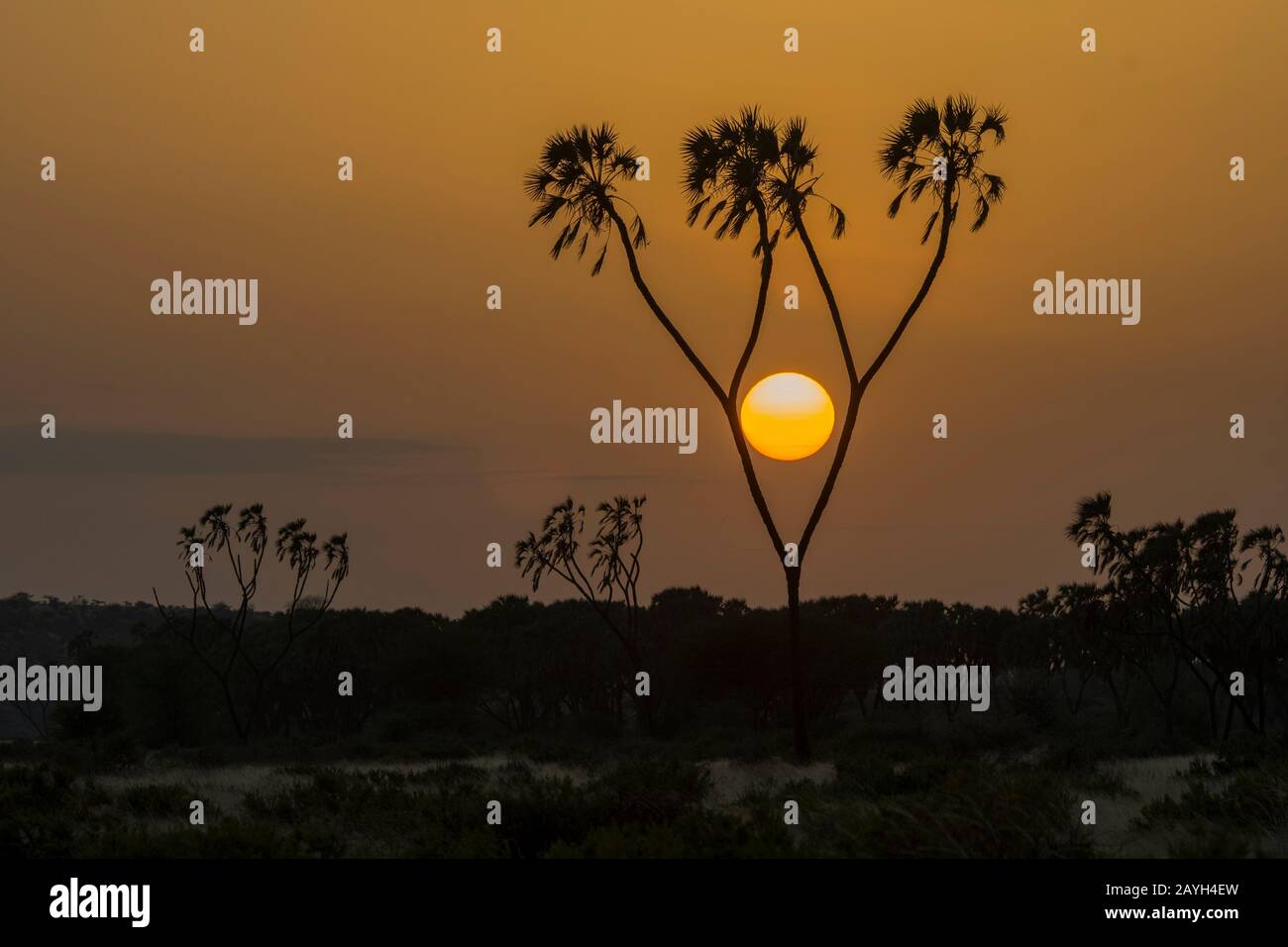 Alba con un albero di palma di Doum silhouette nella Riserva nazionale di Samburu in Kenya. Foto Stock