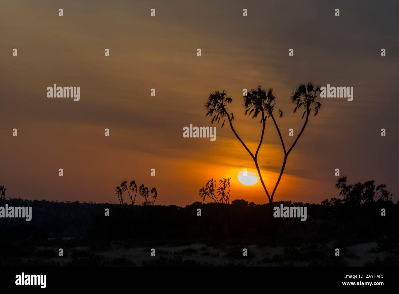Alba con un albero di palma di Doum silhouette nella Riserva nazionale di Samburu in Kenya. Foto Stock