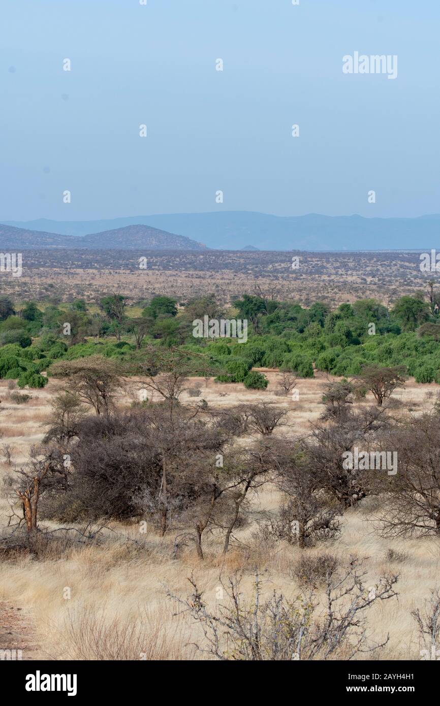 Vista del paesaggio secco della savana con la linea degli alberi lungo il fiume Ewaso Nyiro nella Riserva nazionale di Samburu in Kenya. Foto Stock