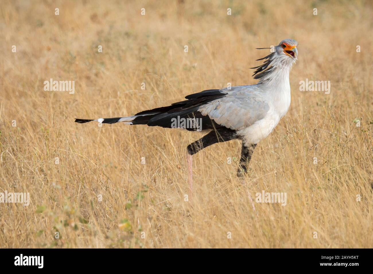 Un uccello Segretario (Sagittario serpentarius) sta cercando cibo nella secca prateria savana della Riserva nazionale di Samburu in Kenya. Foto Stock
