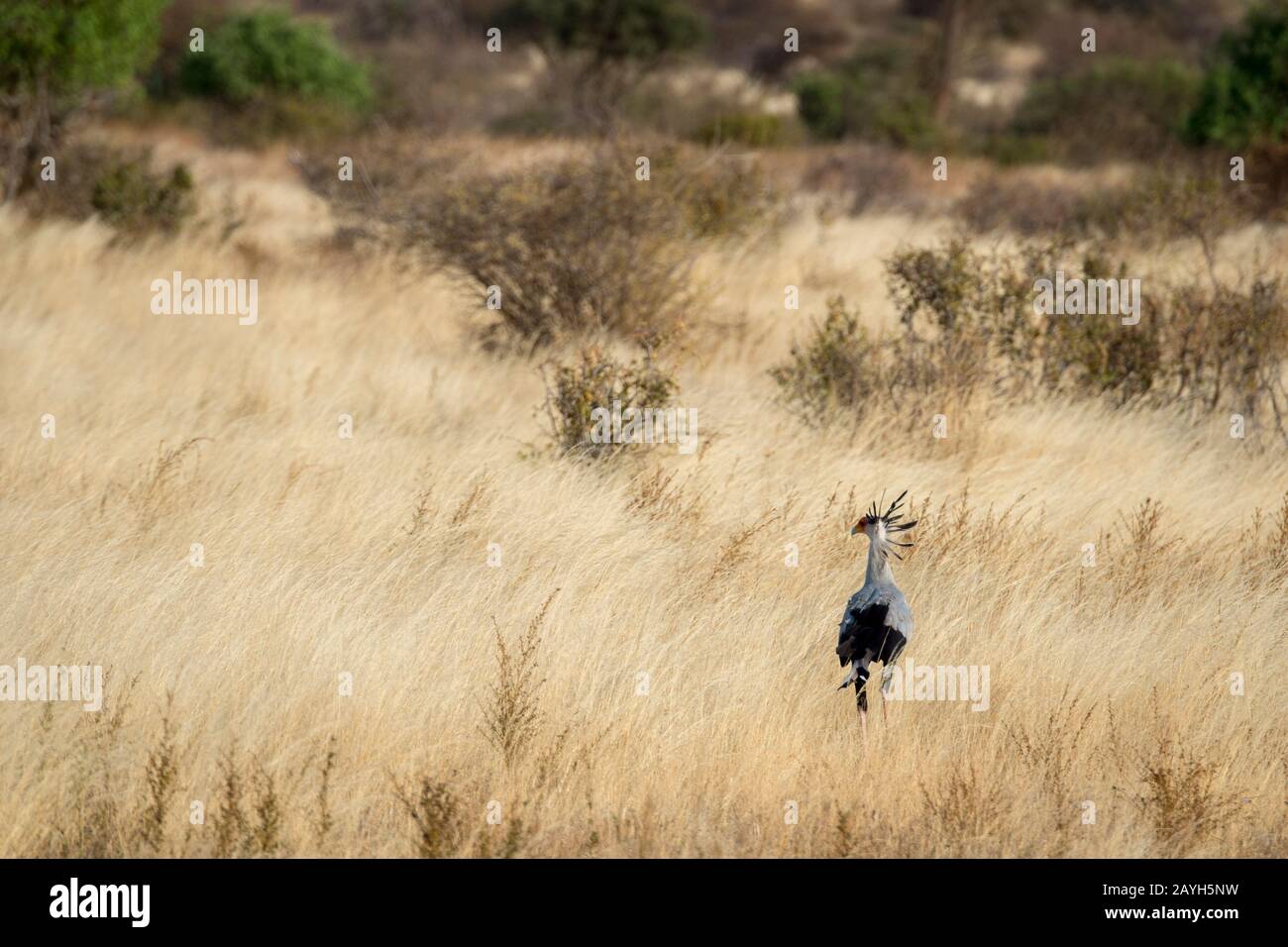 Un uccello Segretario (Sagittario serpentarius) sta cercando cibo nella secca prateria savana della Riserva nazionale di Samburu in Kenya. Foto Stock