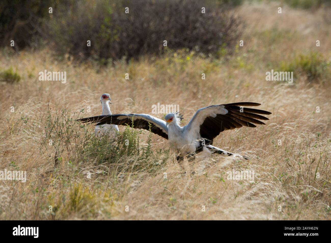 Gli uccelli segretari (Sagittarius serpentarius) stanno cercando il cibo nella prateria asciutta della savana della Riserva nazionale di Samburu in Kenia. Foto Stock