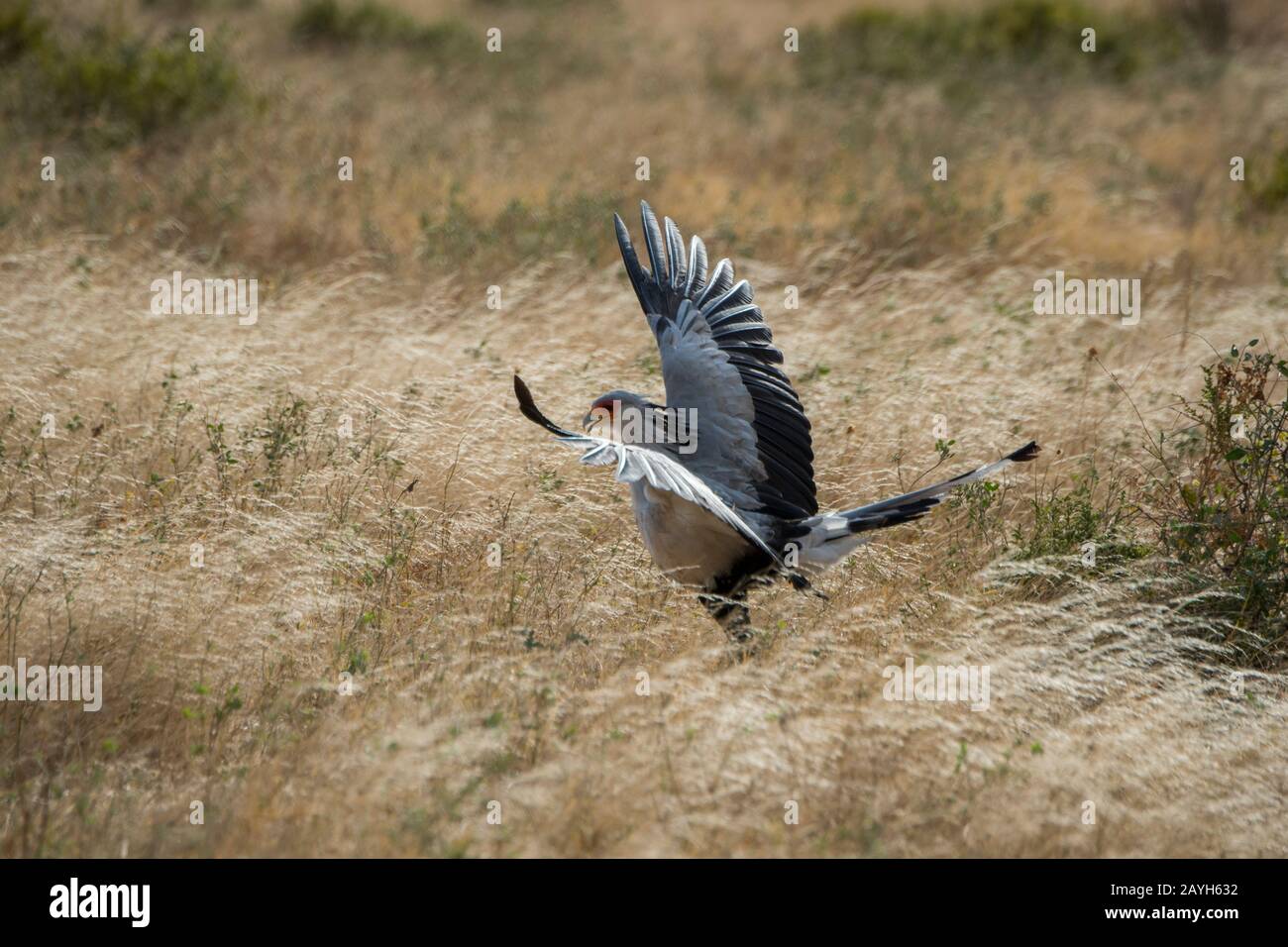 Un uccello Segretario (Sagittario serpentarius) sta cercando cibo nella secca prateria savana della Riserva nazionale di Samburu in Kenya. Foto Stock