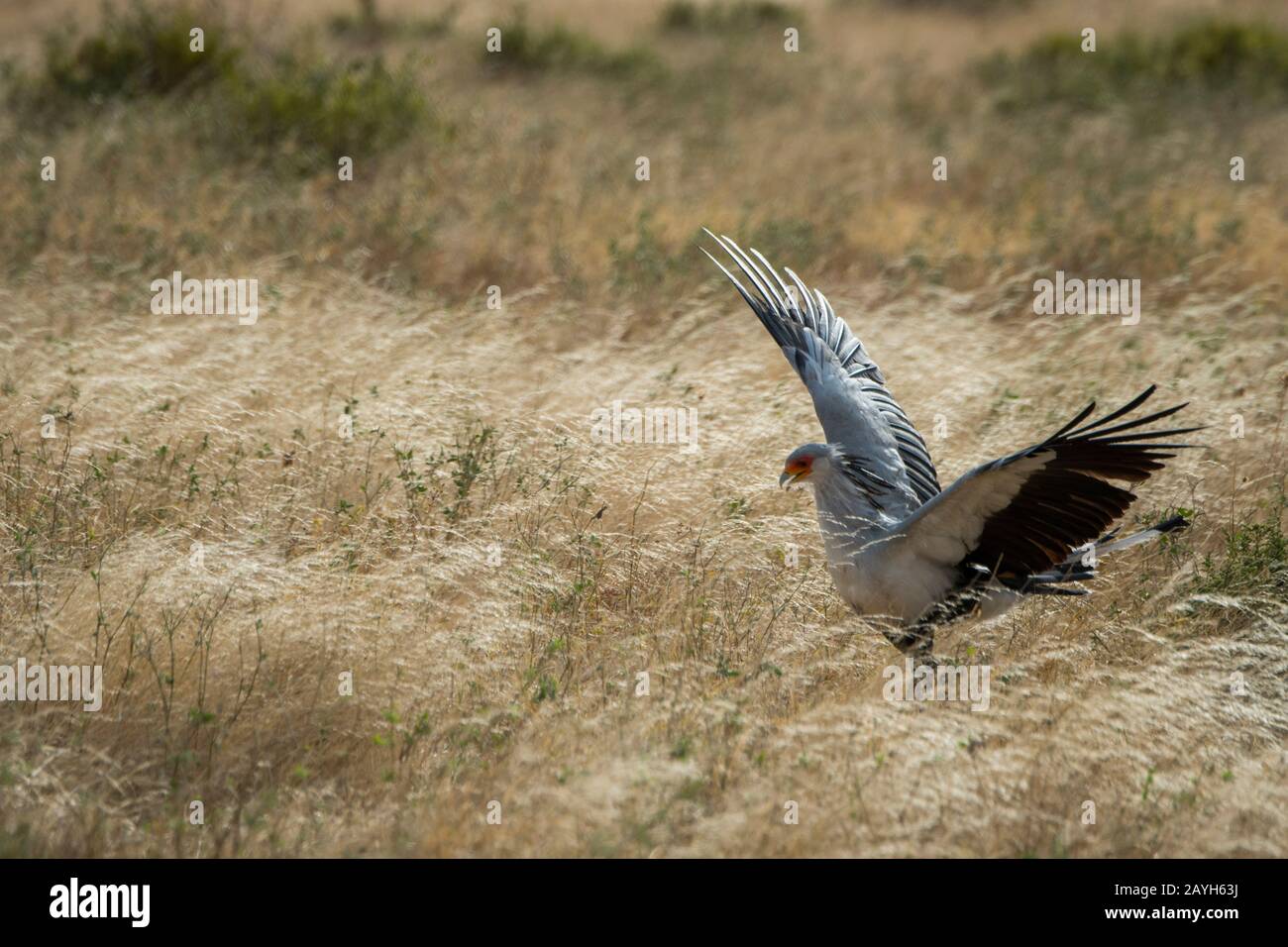 Un uccello Segretario (Sagittario serpentarius) sta cercando cibo nella secca prateria savana della Riserva nazionale di Samburu in Kenya. Foto Stock