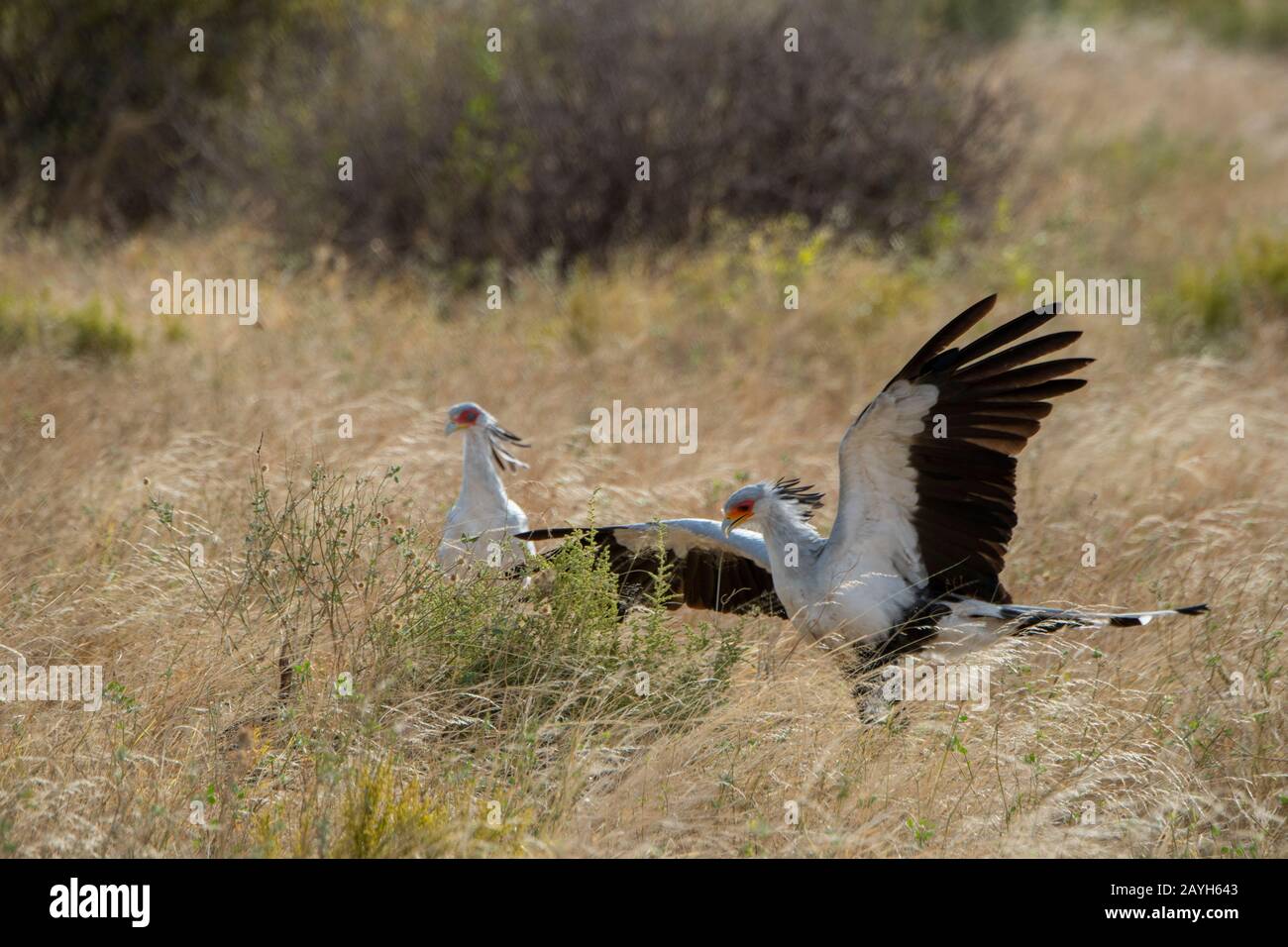 Gli uccelli segretari (Sagittarius serpentarius) stanno cercando il cibo nella prateria asciutta della savana della Riserva nazionale di Samburu in Kenia. Foto Stock